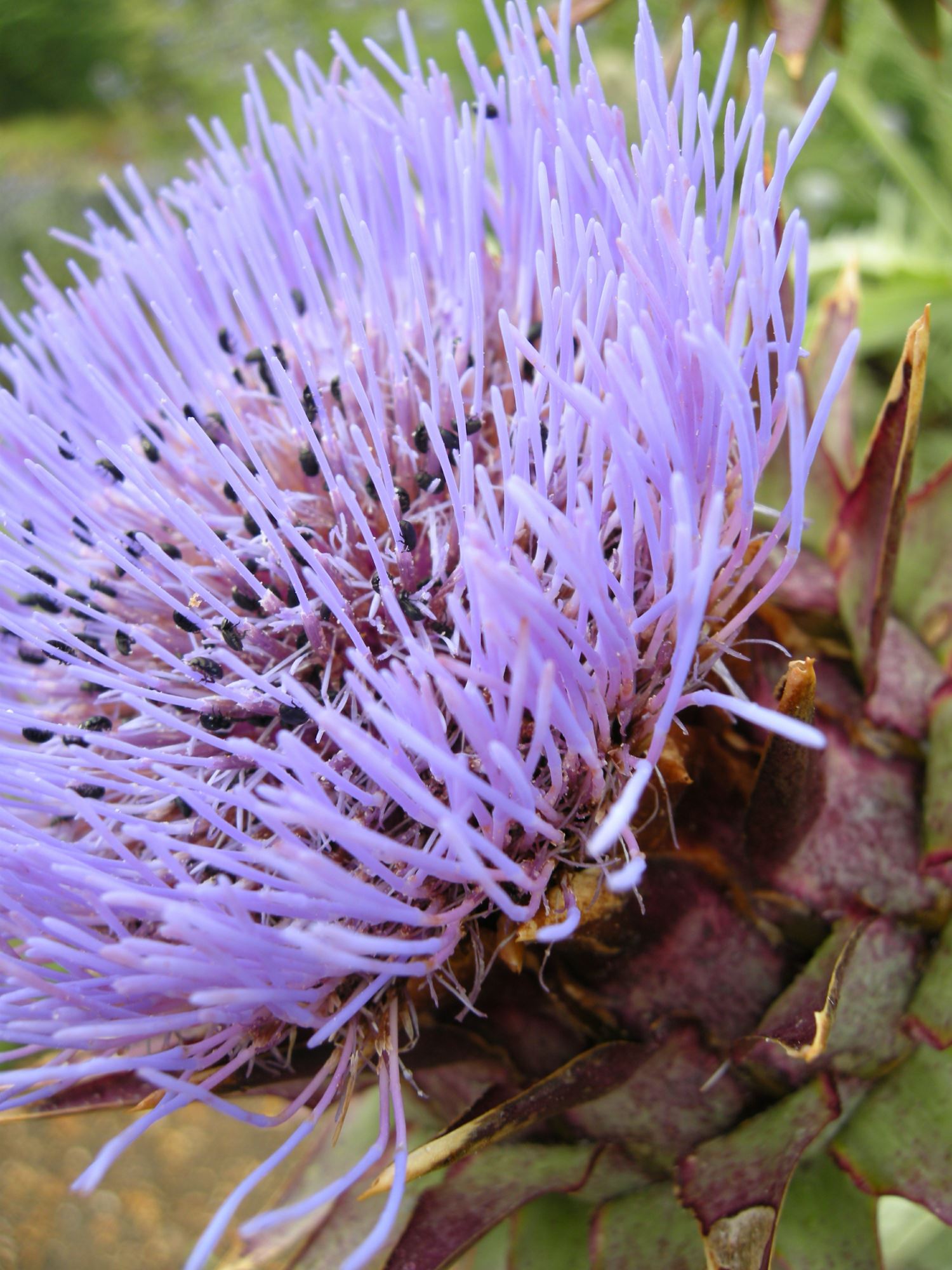 Image of Cynara scolymus