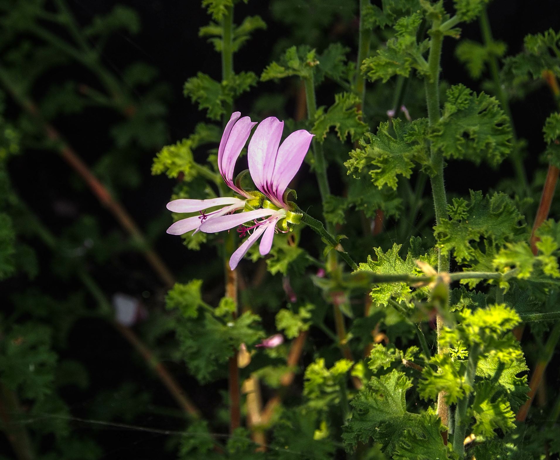 Image of Pelargonium crispum