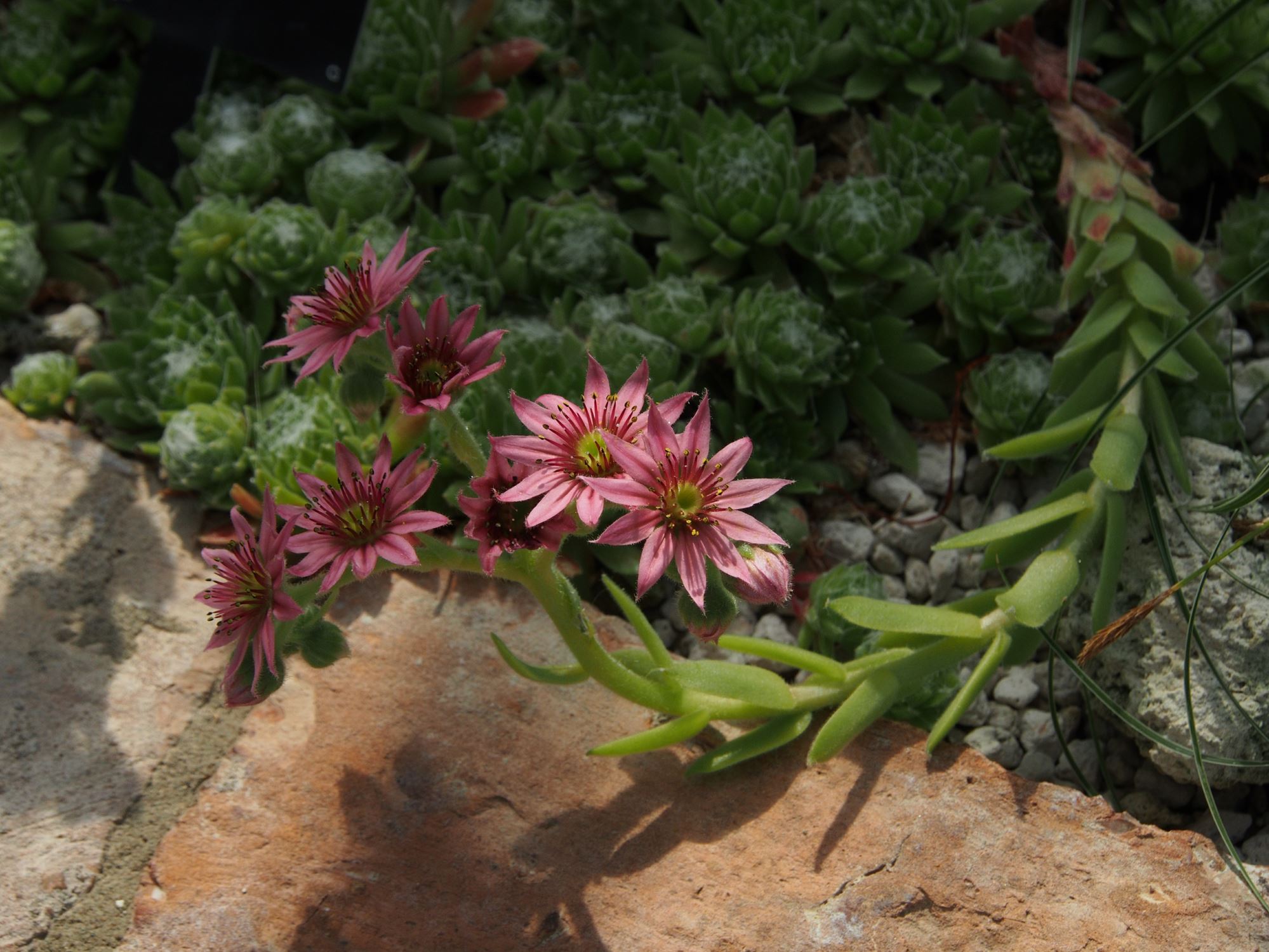 Image of Sempervivum 'Kramer's Spinard'