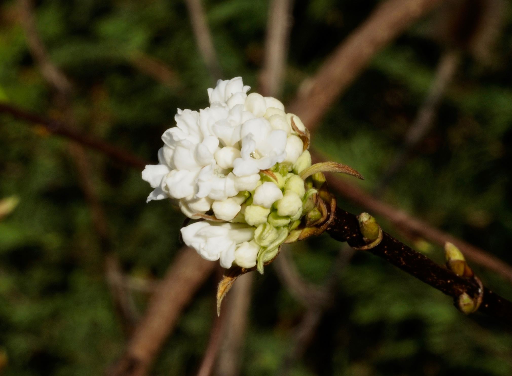 Image of Viburnum farreri 'Candidissimum'