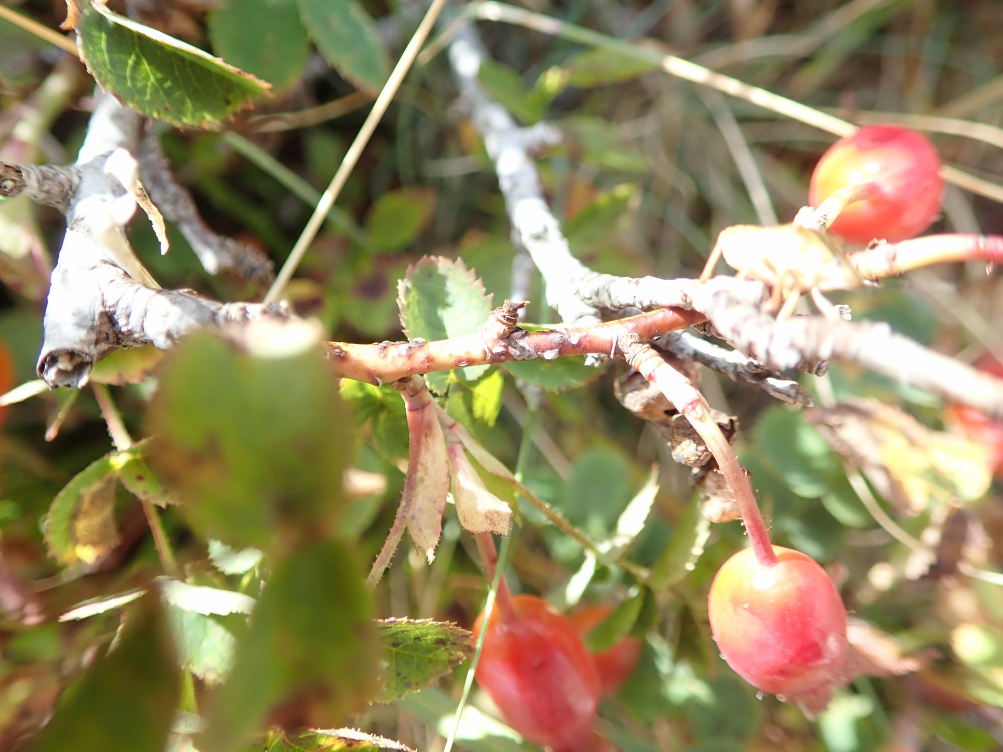 Image of Rosa pendulina