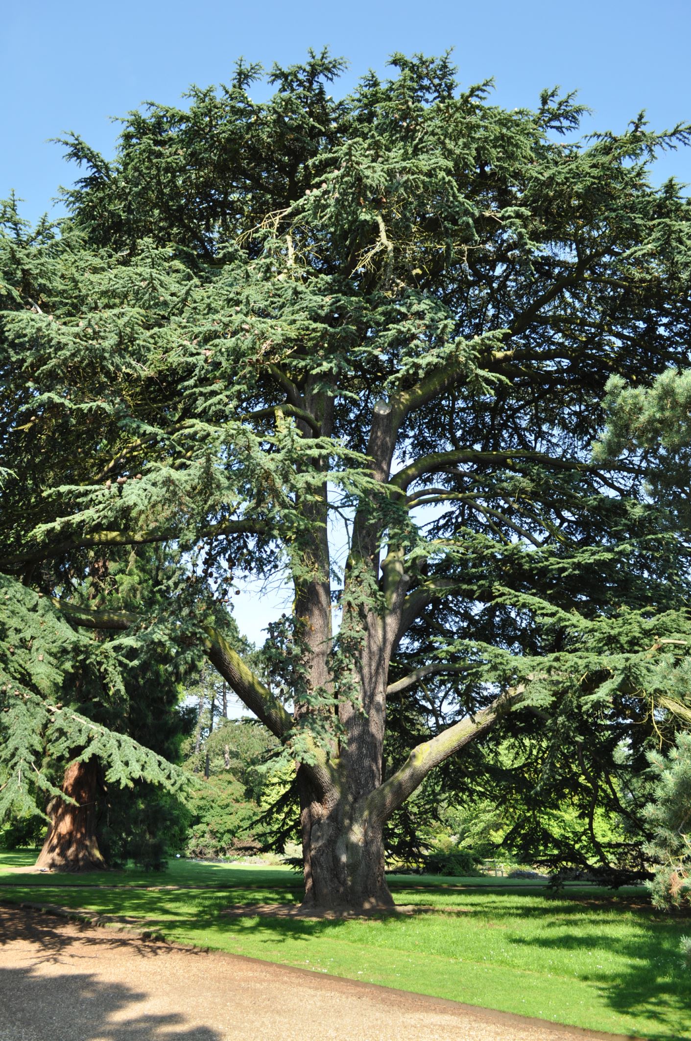Image of Cedrus libani