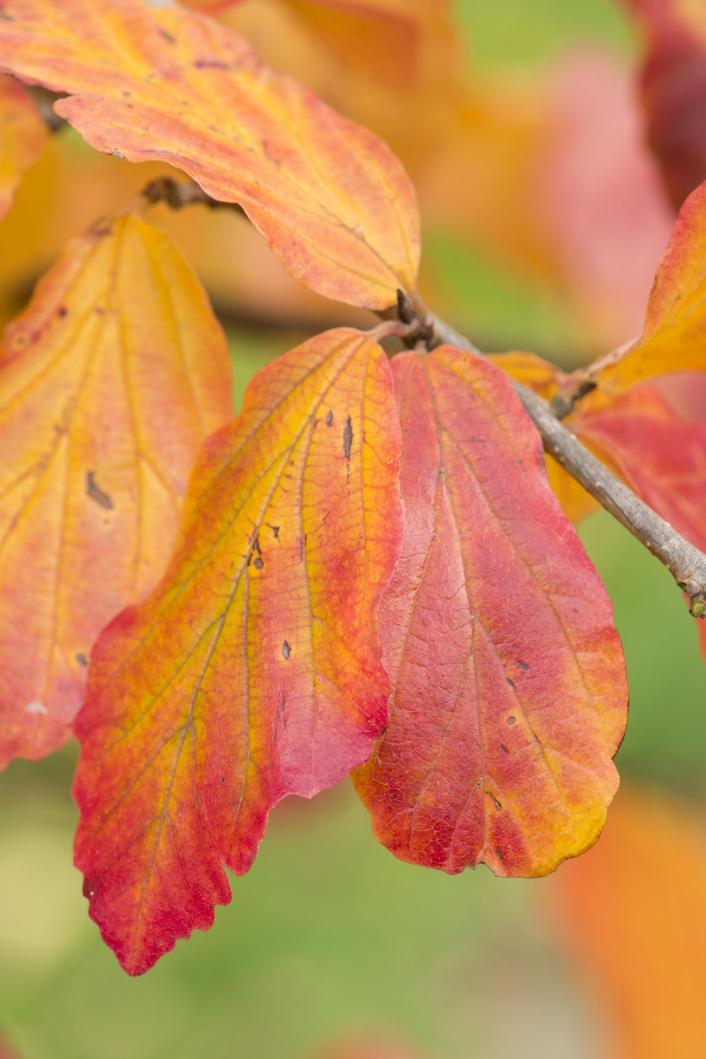 Image of Parrotia persica 'Vanessa'