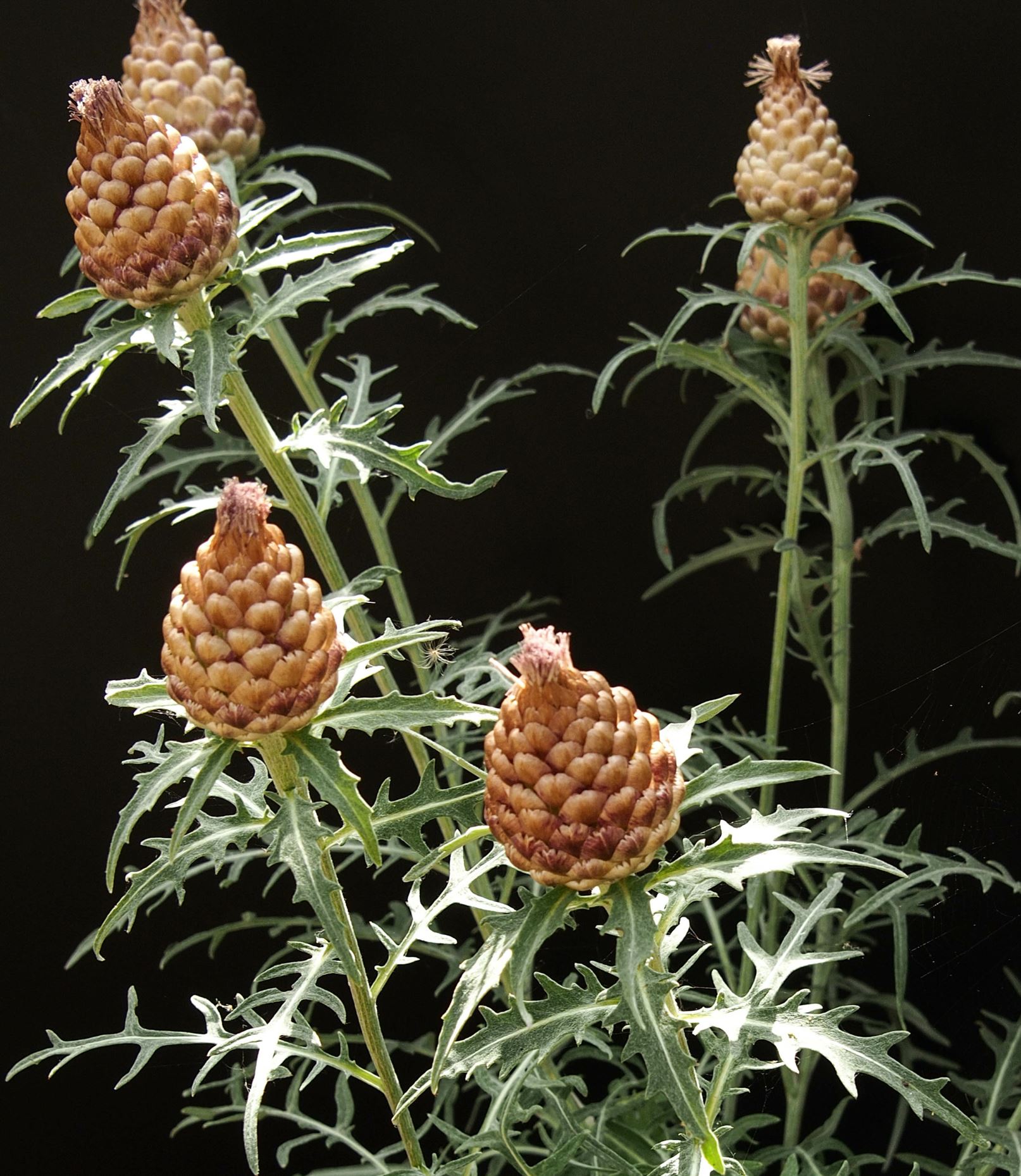 Image of Leuzea conifera