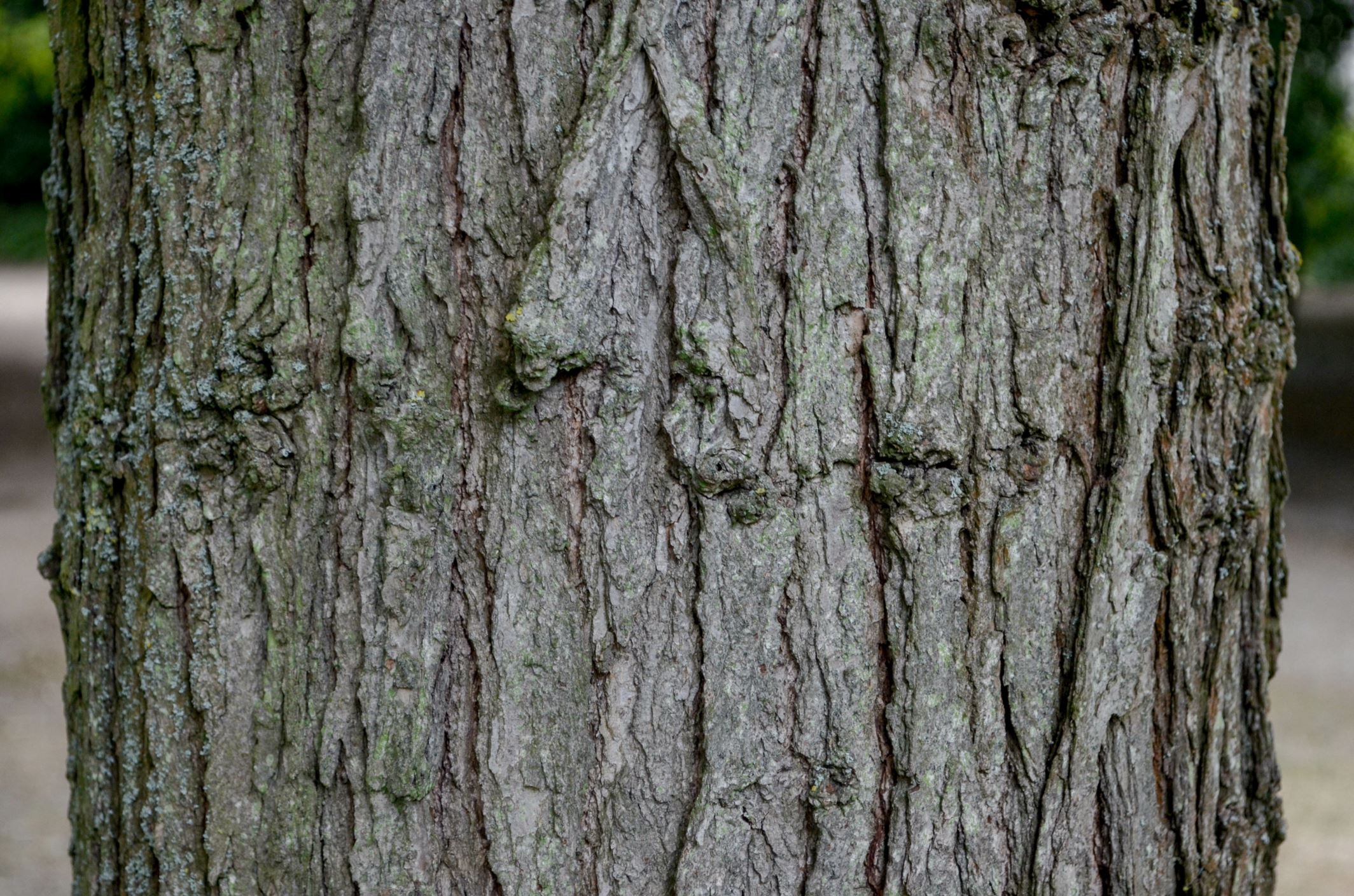 Image of Quercus macrocarpa