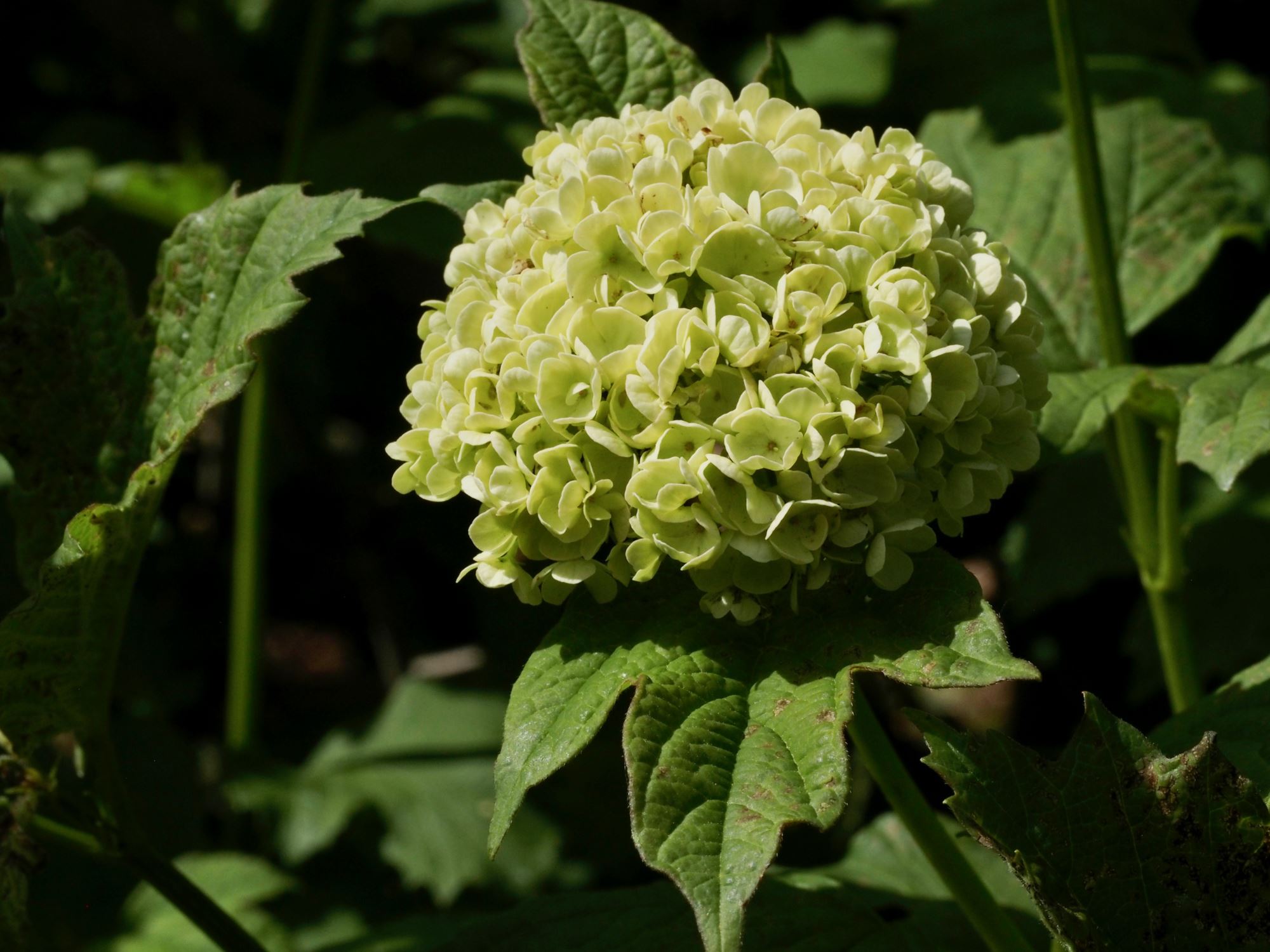 Image of Viburnum opulus 'Roseum'