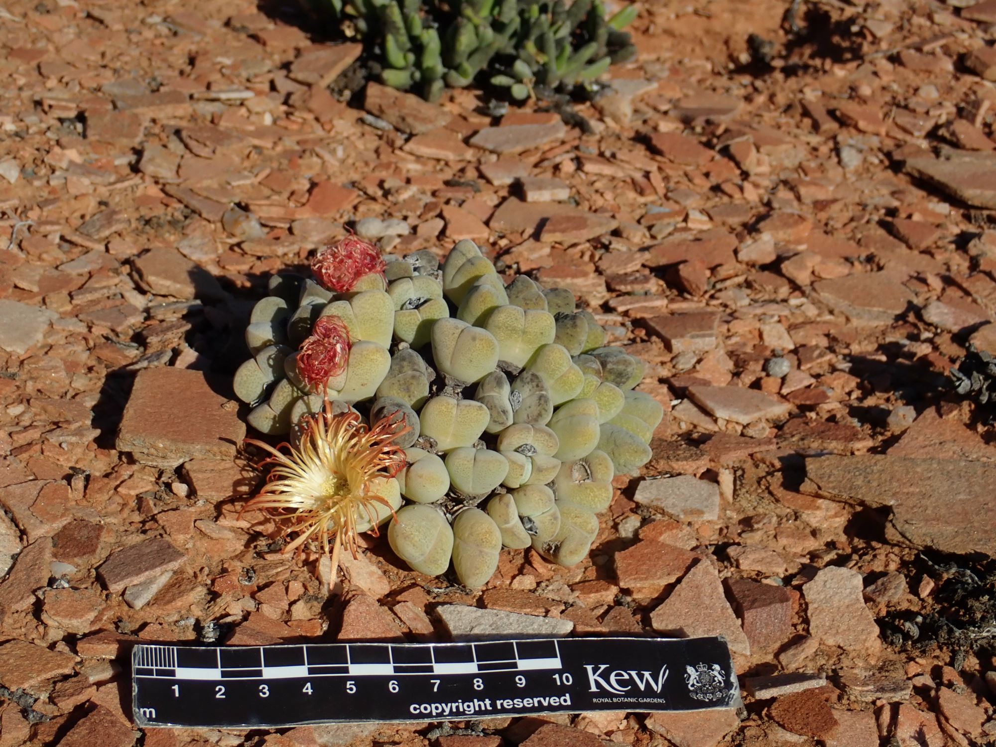 Image of Cheiridopsis pillansii