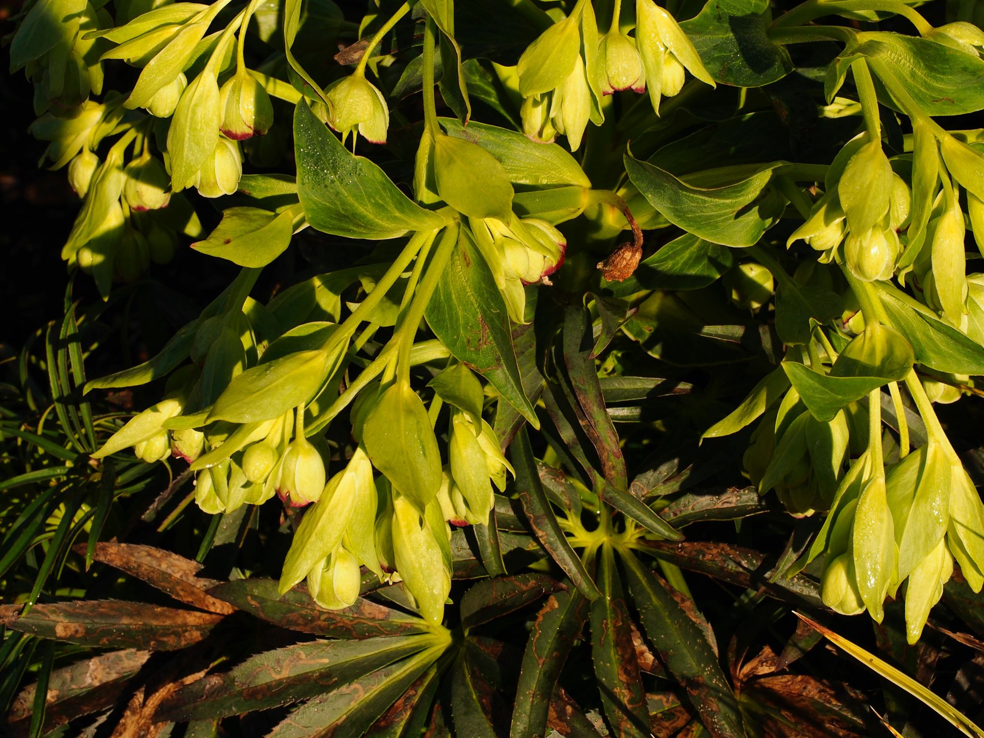 Image of Helleborus foetidus