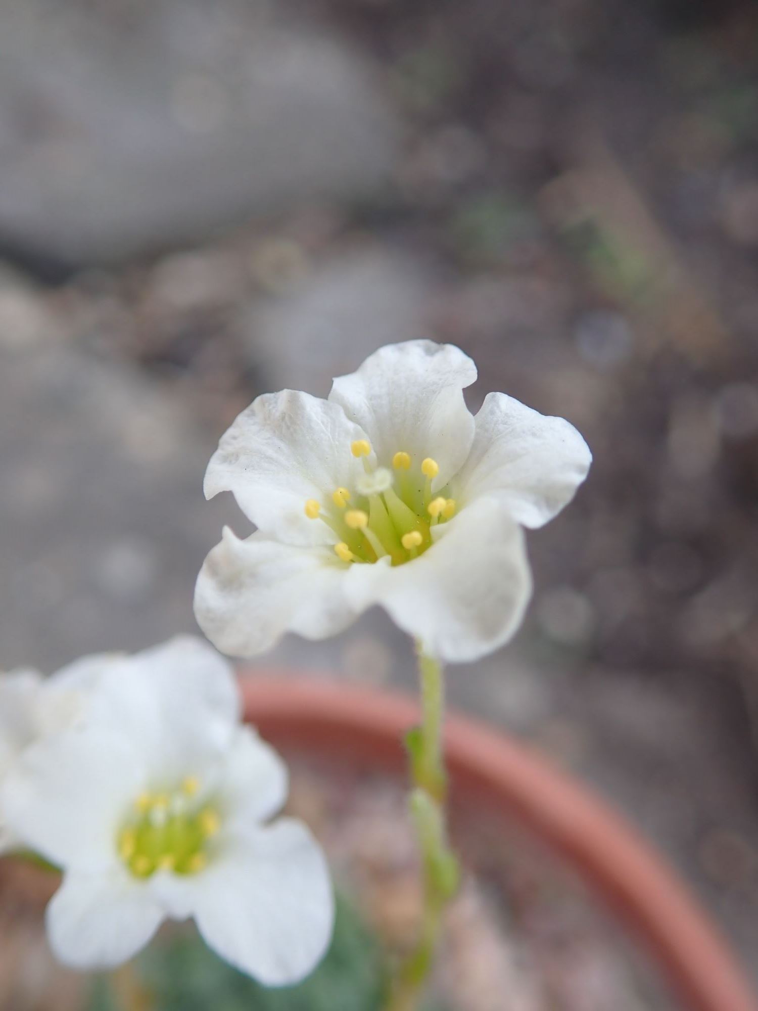 Image of Saxifraga tombeanensis