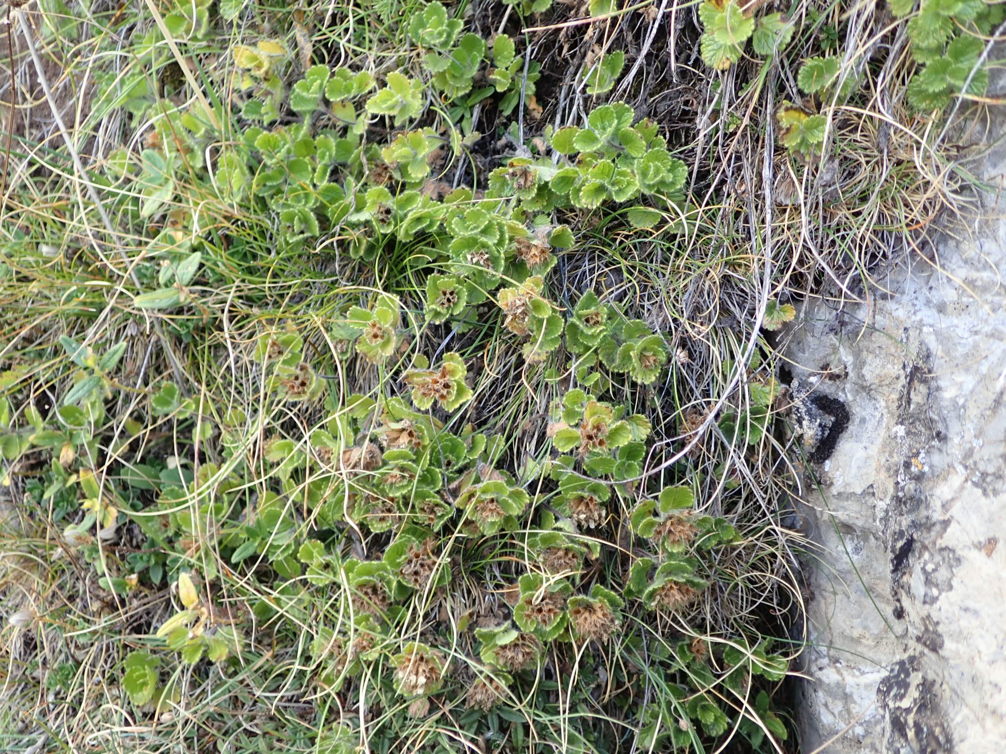 Image of Teucrium pyrenaicum