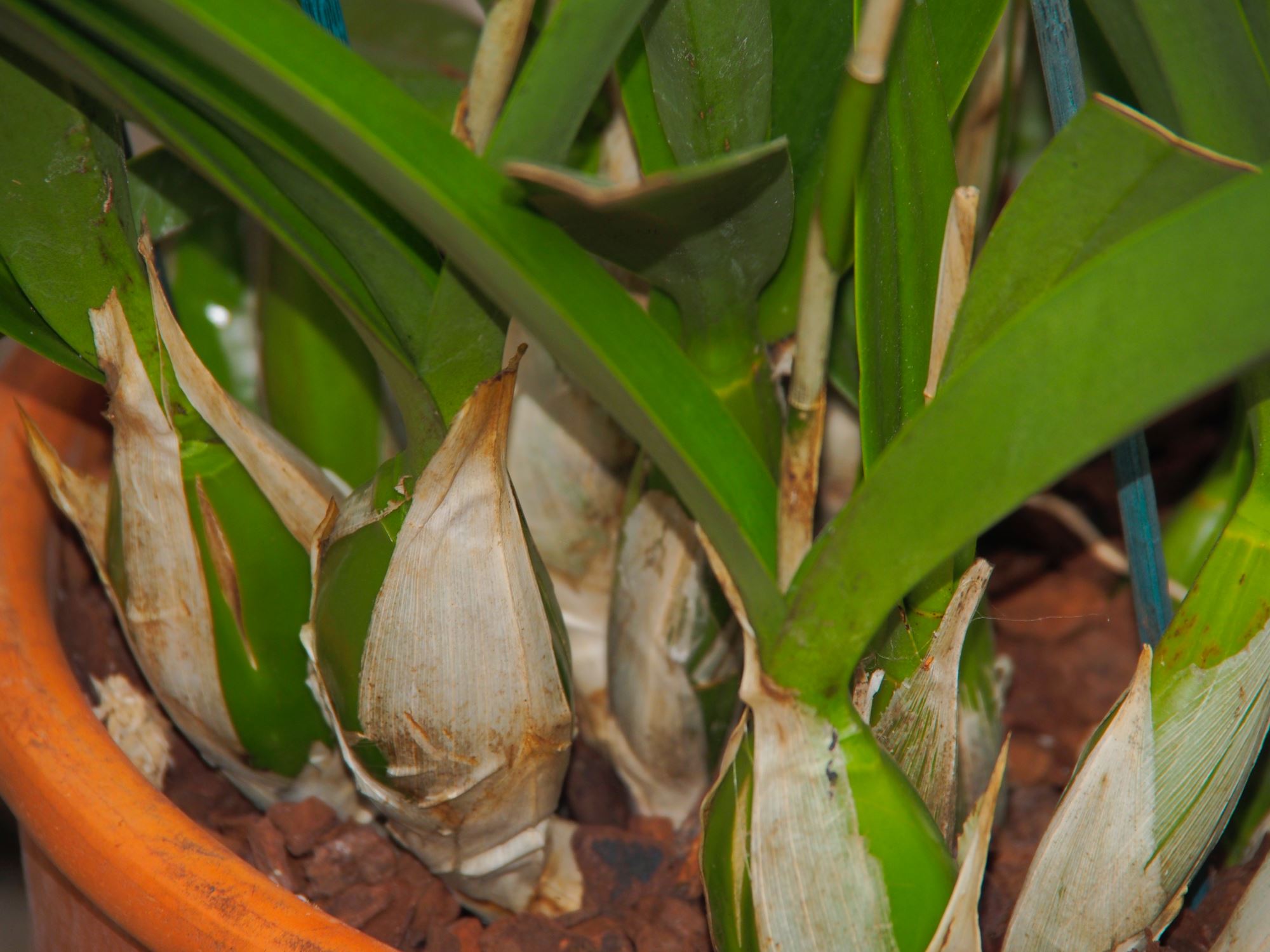 Image of Laelia autumnalis