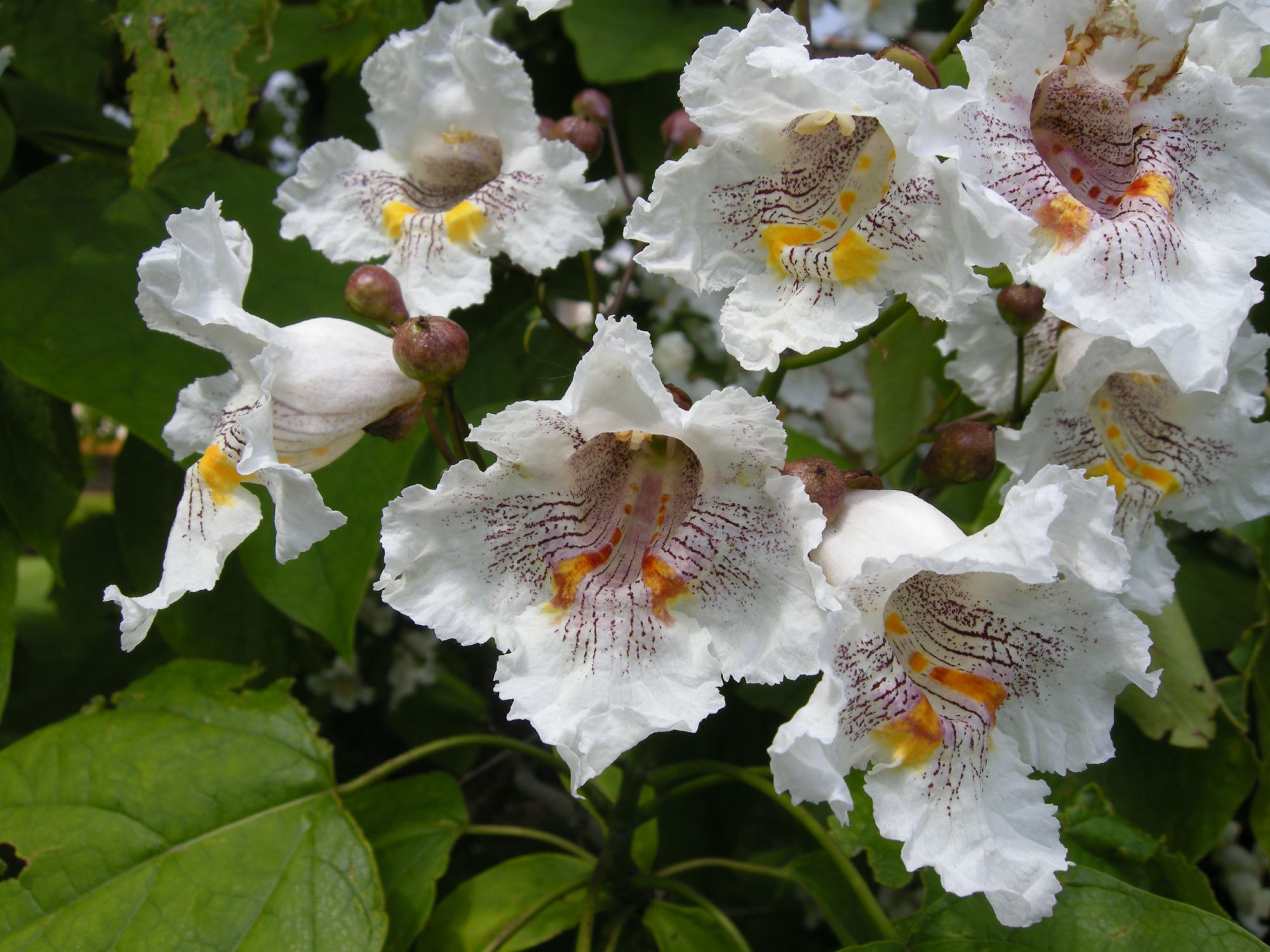 Image of Catalpa speciosa