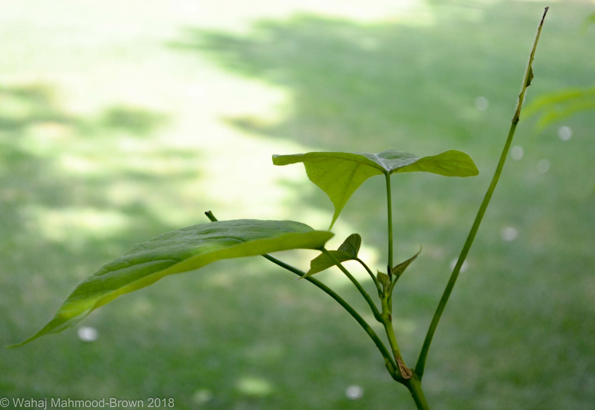 Image of Catalpa speciosa