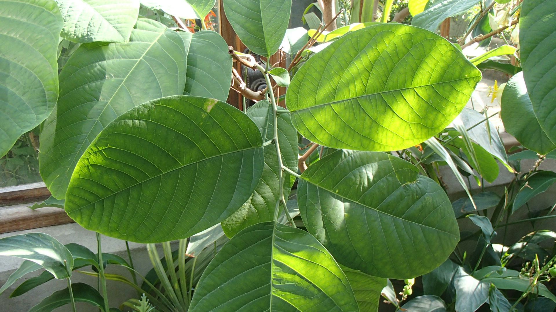 Image of Passiflora emarginata