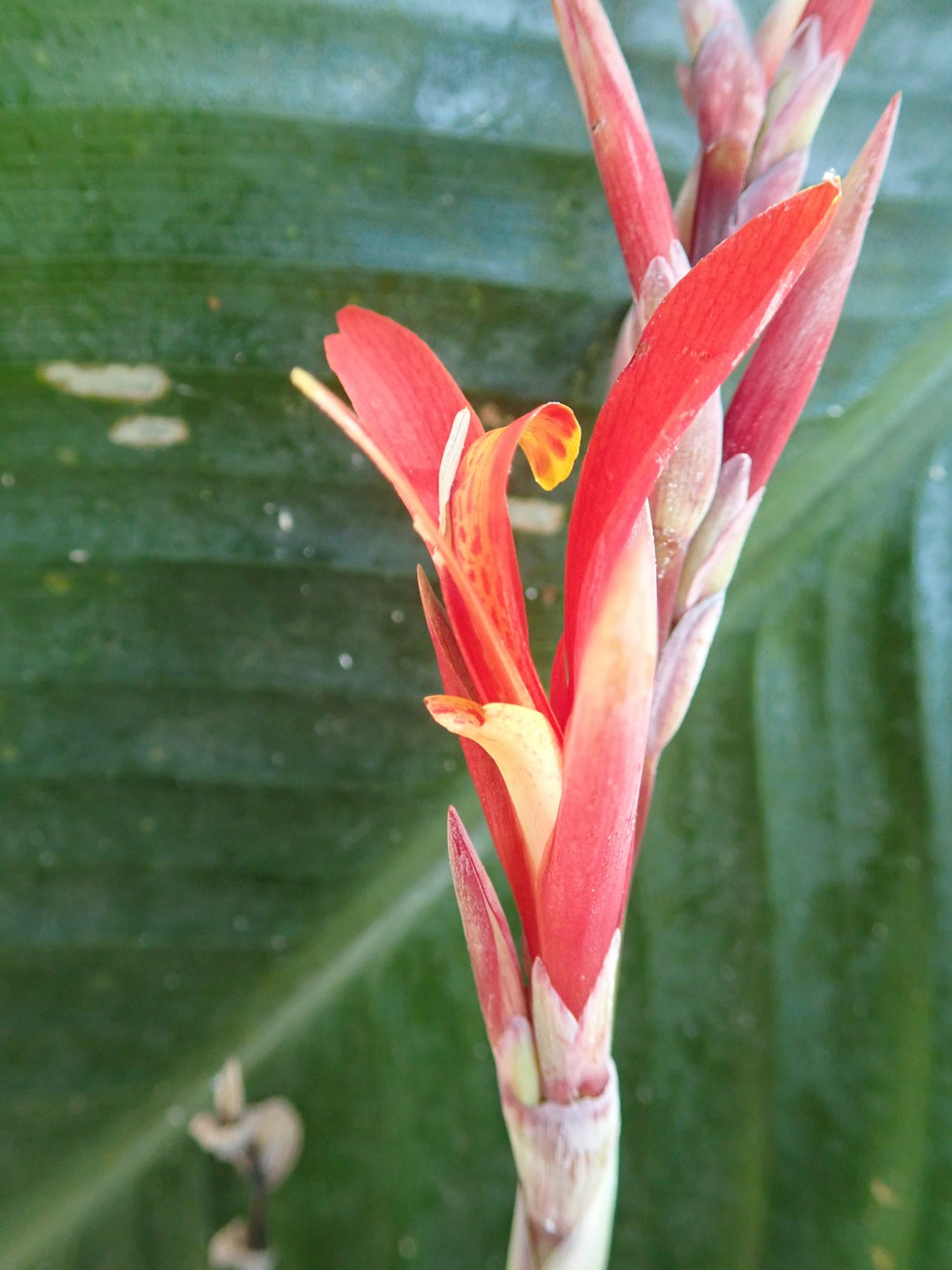 Image of Canna indica