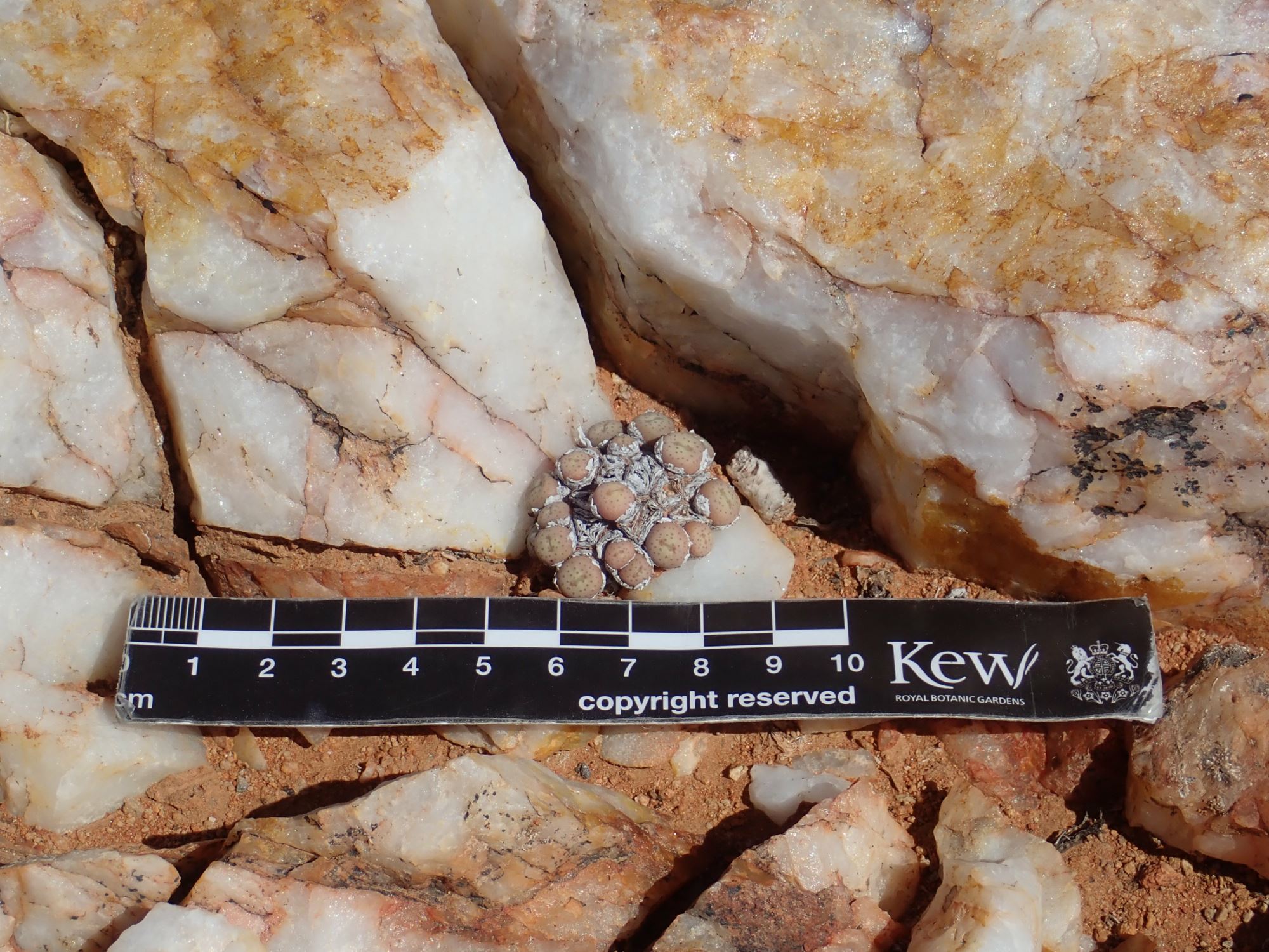 Image of Conophytum breve