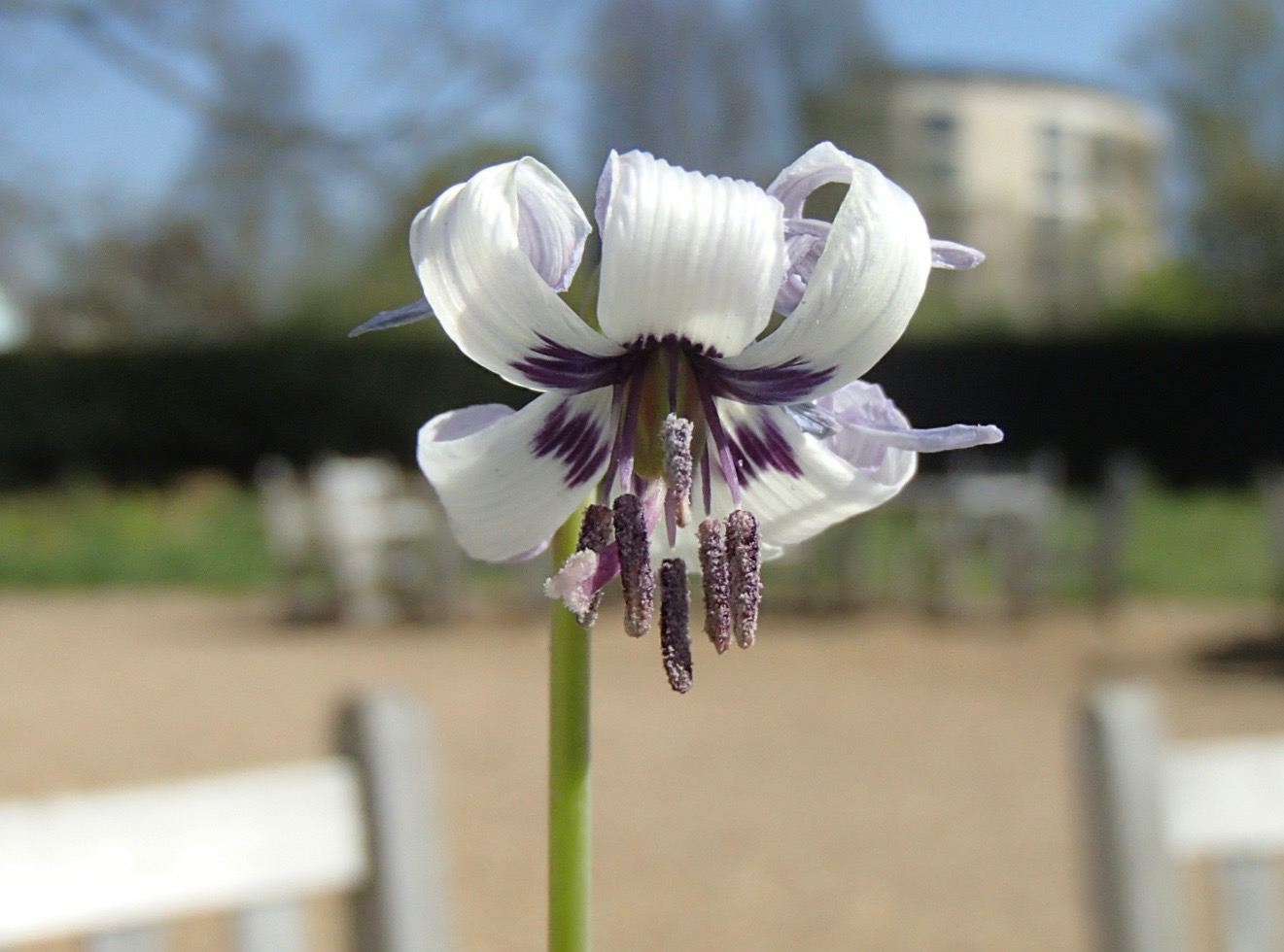 Image of Erythronium hendersonii