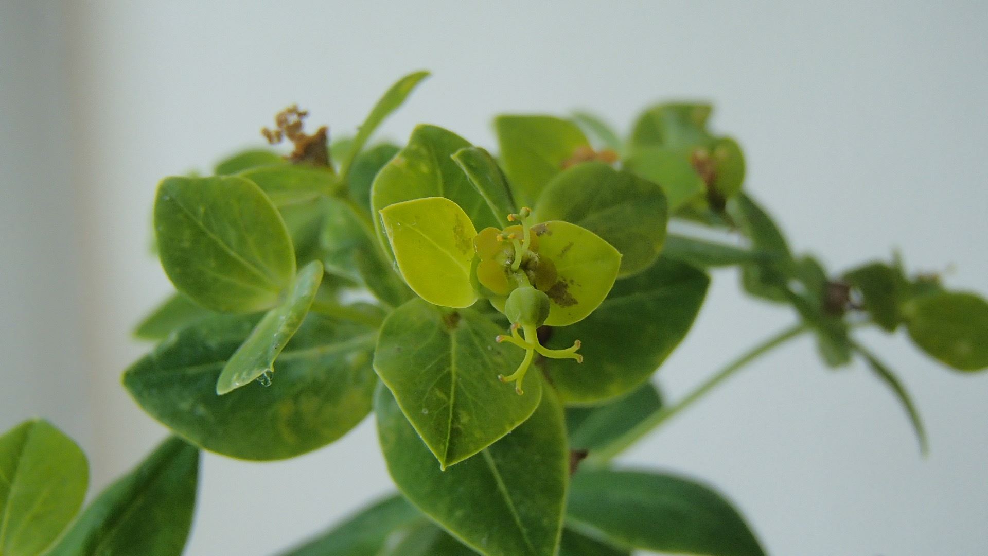 Image of Euphorbia pseudosikkimensis