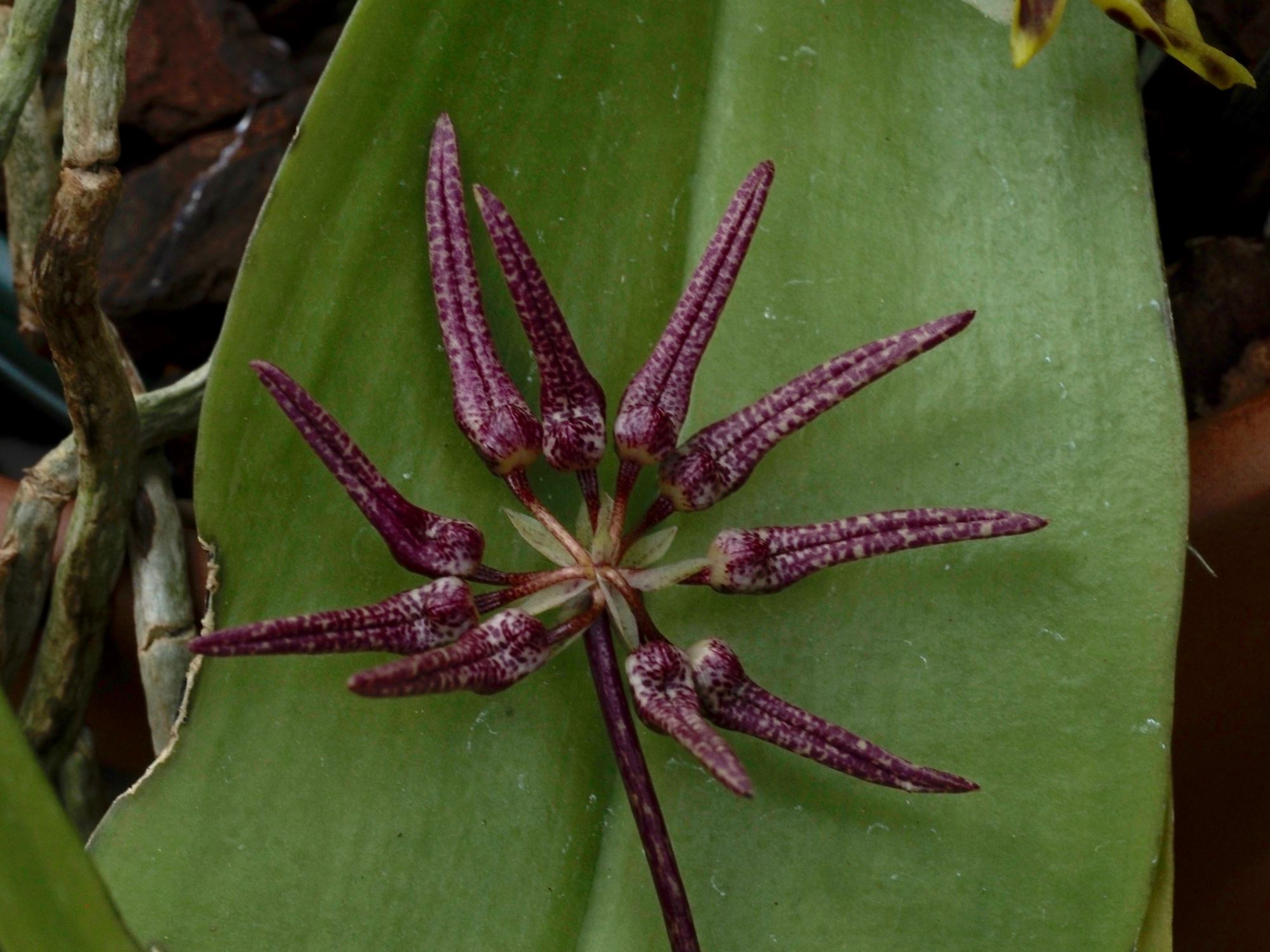 Image of Bulbophyllum umbellatum