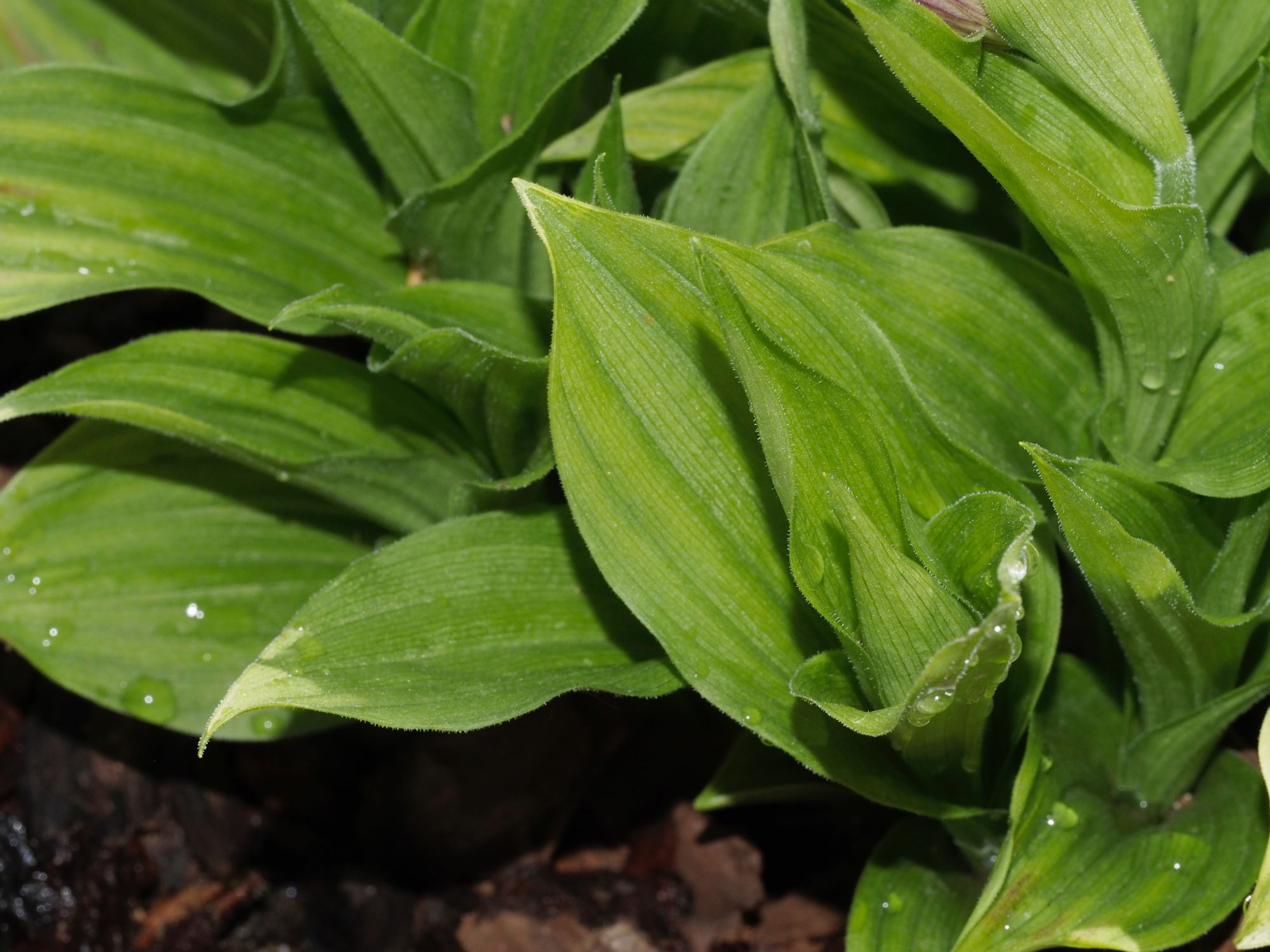 Image of Cypripedium Ã— ventricosum