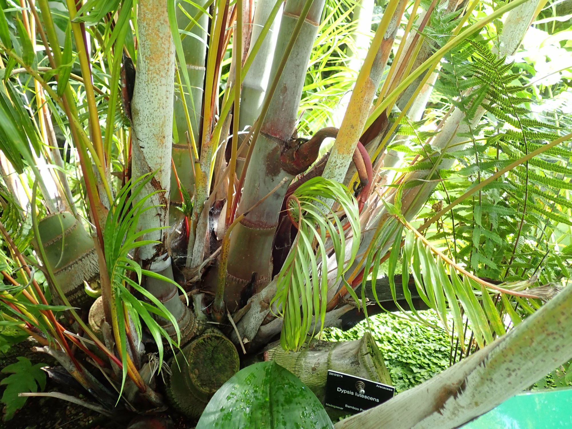 Image of Dypsis lutescens