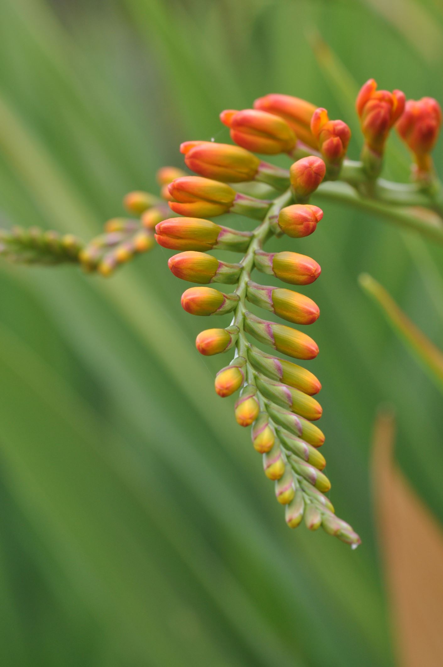 Image of Crocosmia masoniorum