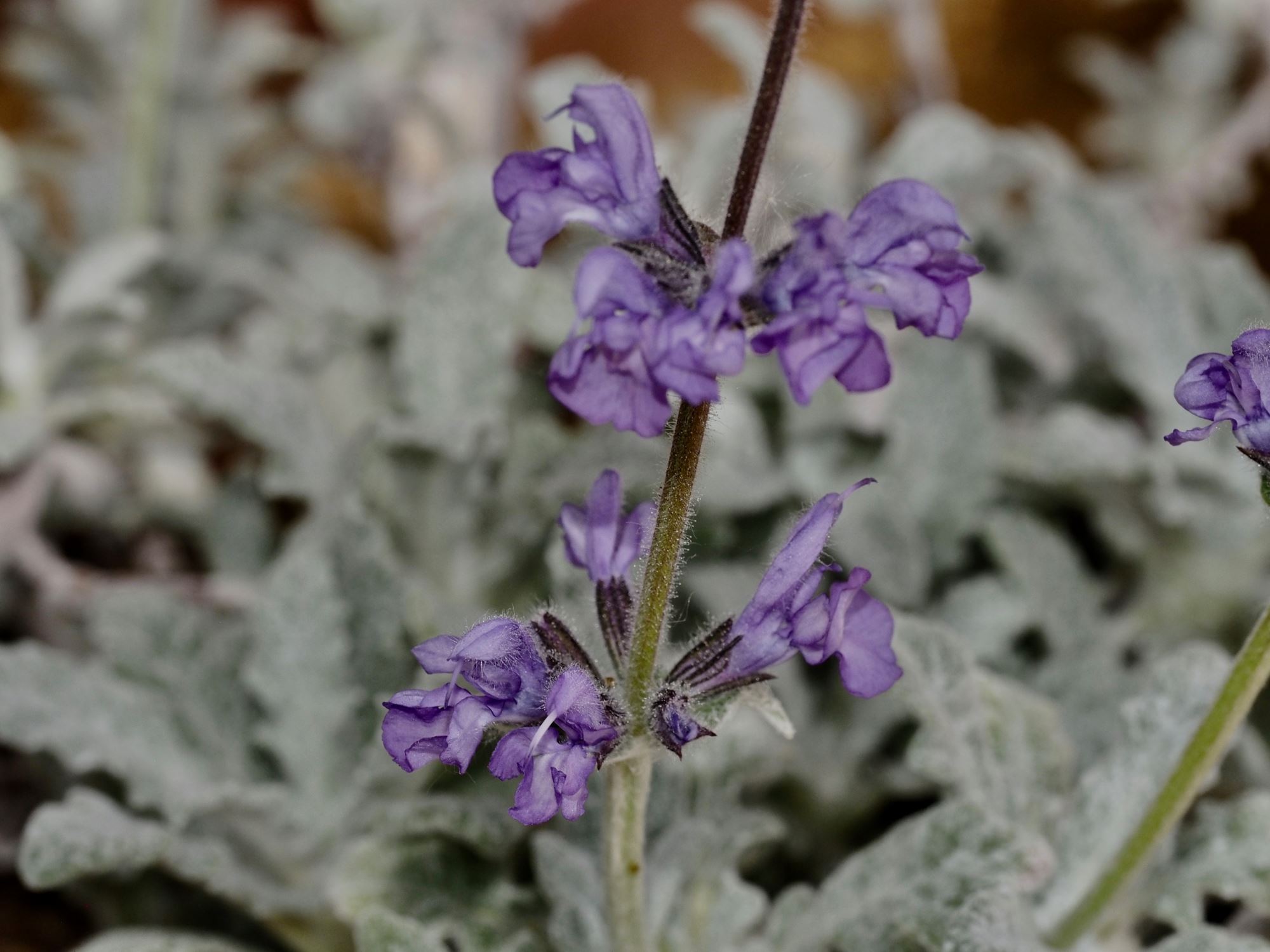 Image of Salvia cyanescens
