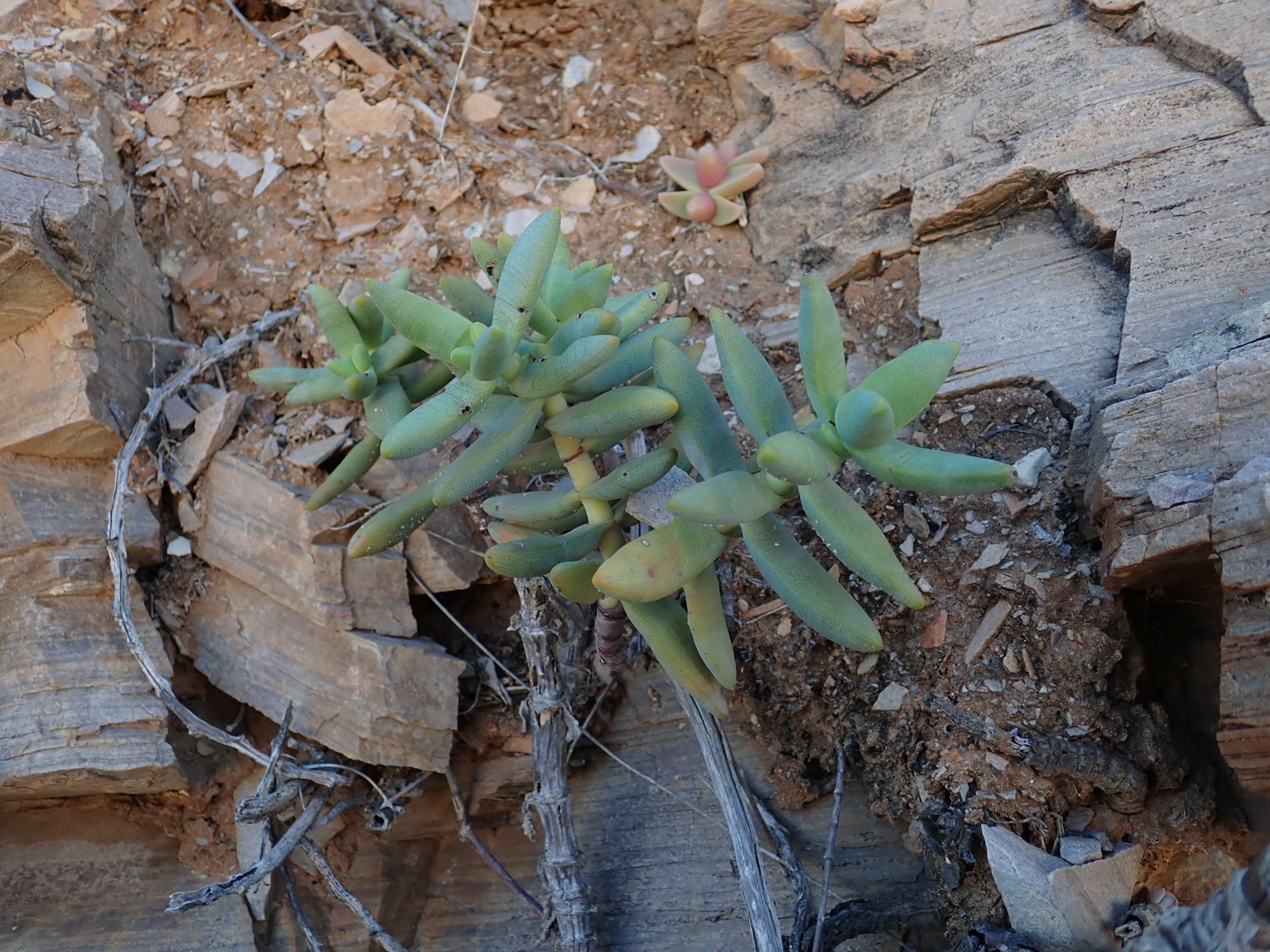 Image of Crassula brevifolia
