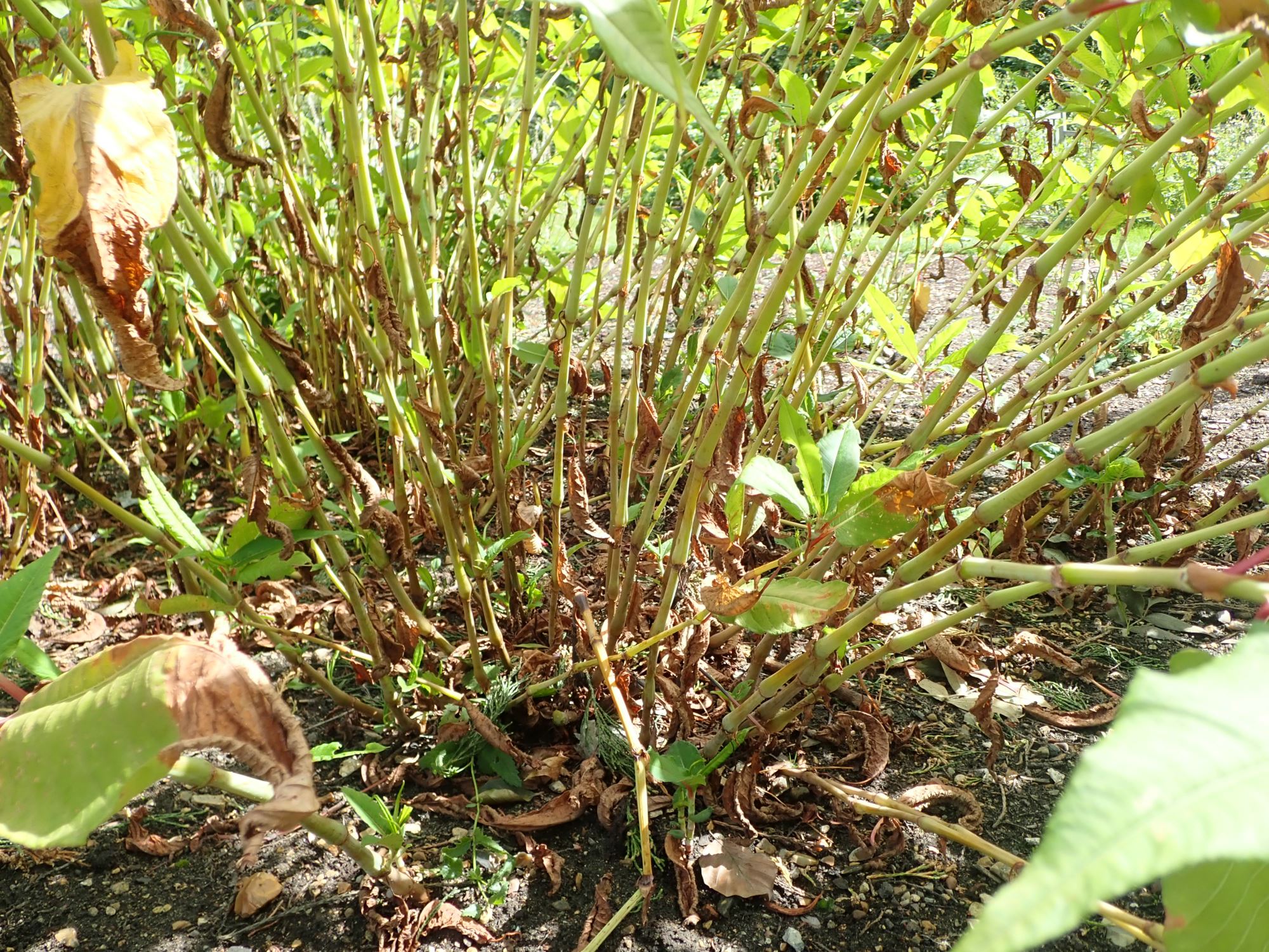 Image of Persicaria polystachya