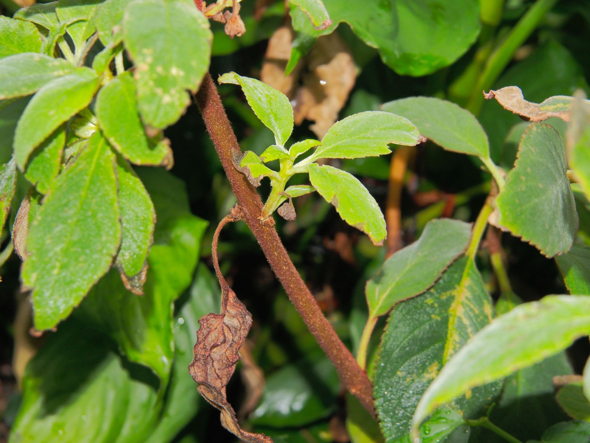 Image of Kohleria eriantha