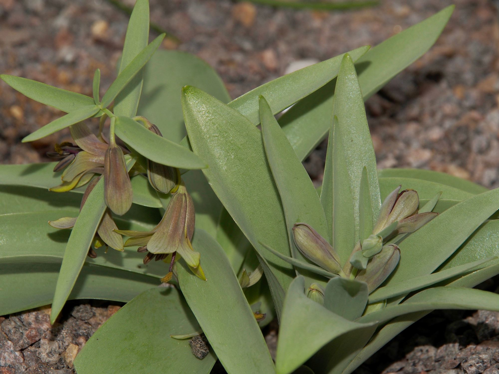 Image of Fritillaria sewerzowii