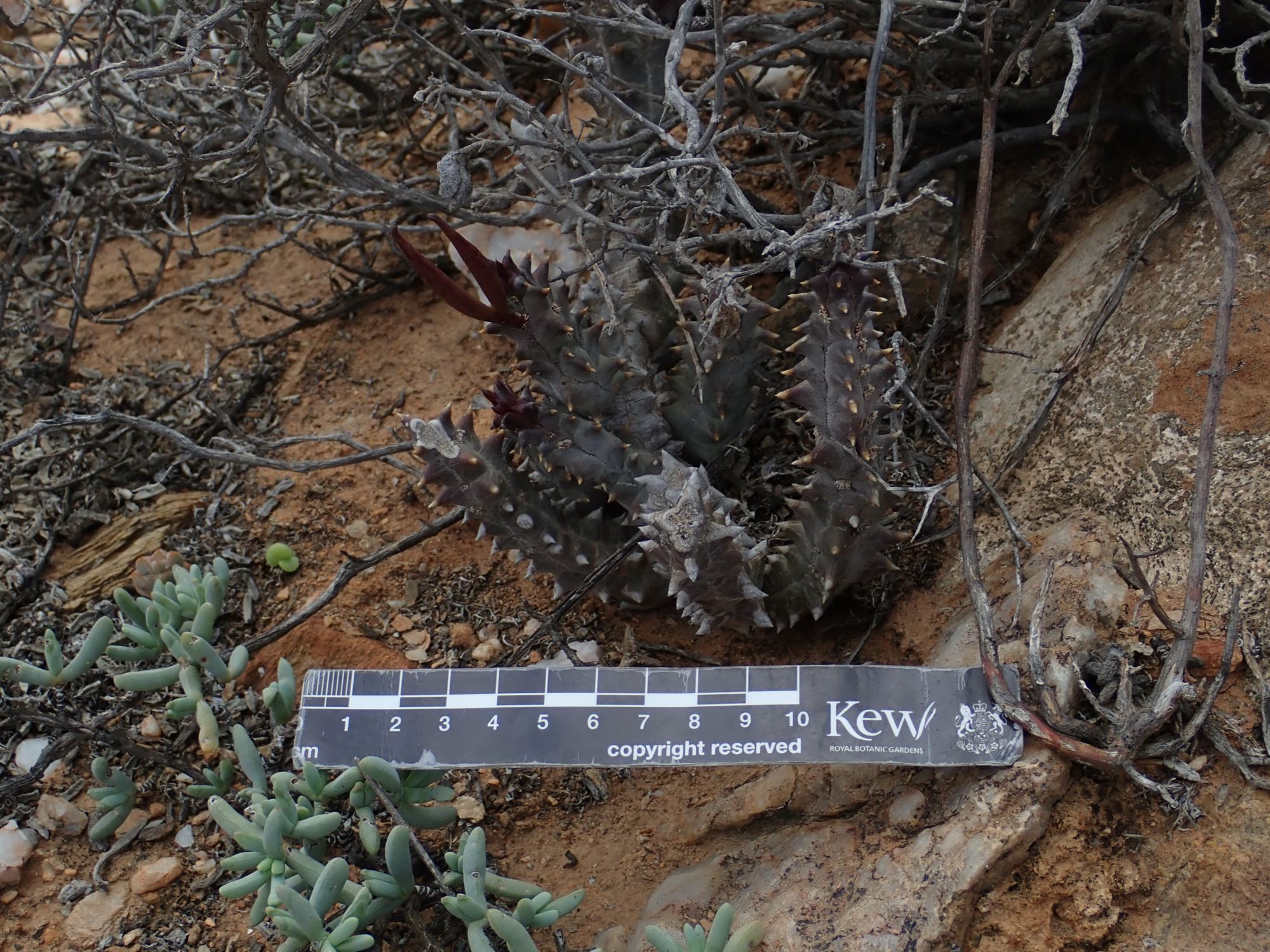 Image of Quaqua incarnata