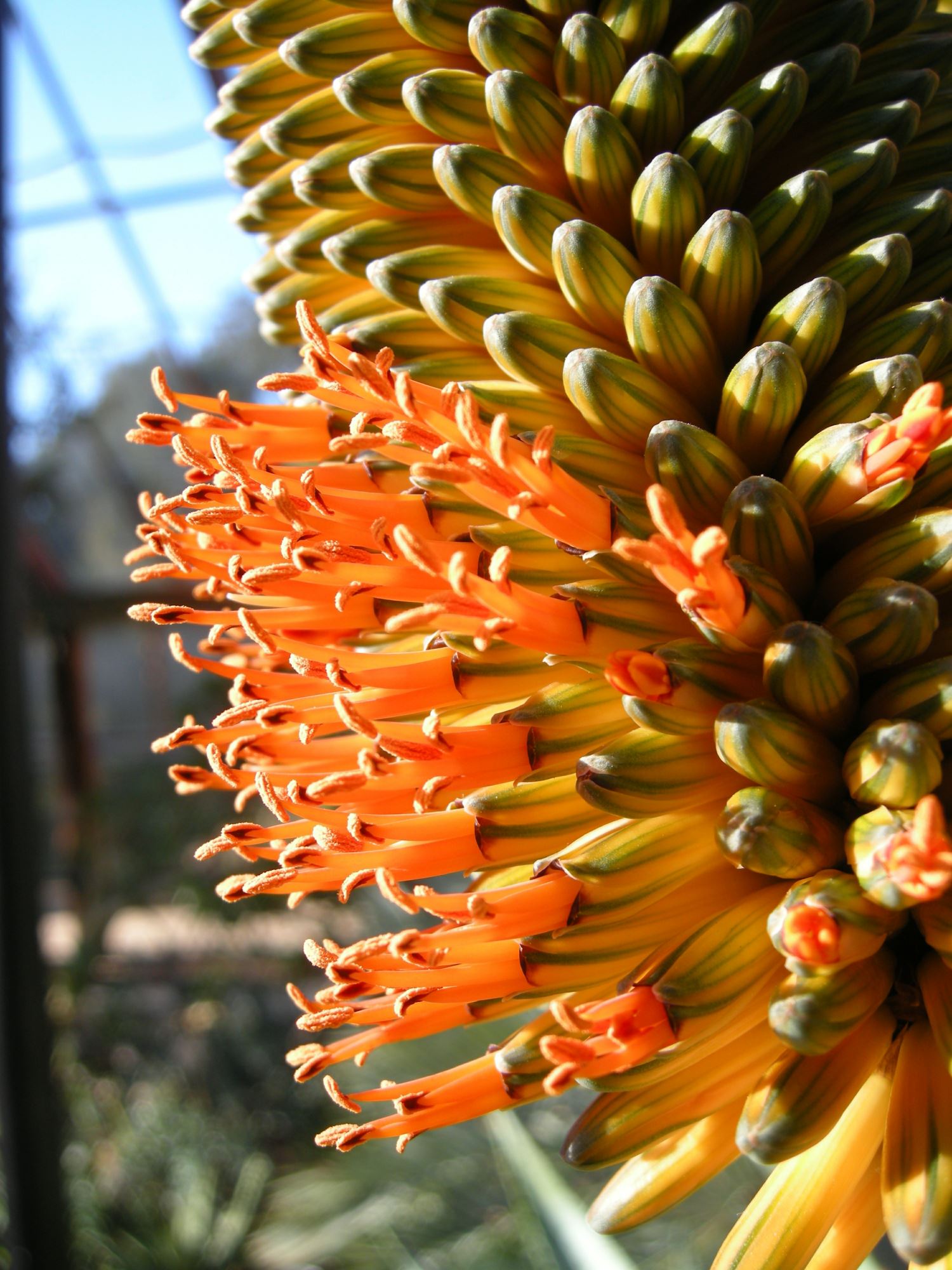 Image of Aloe ferox