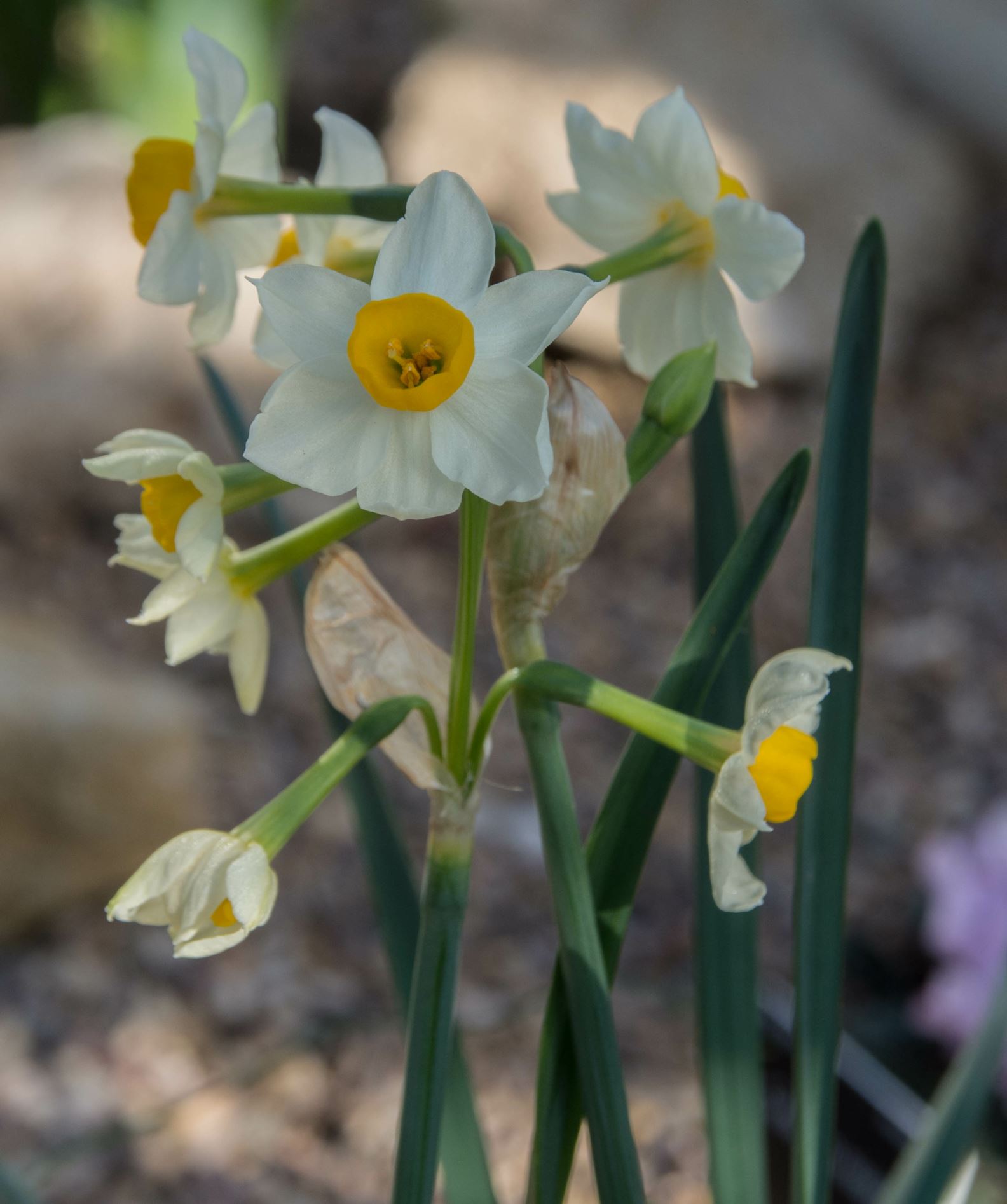 Image of Narcissus elegans