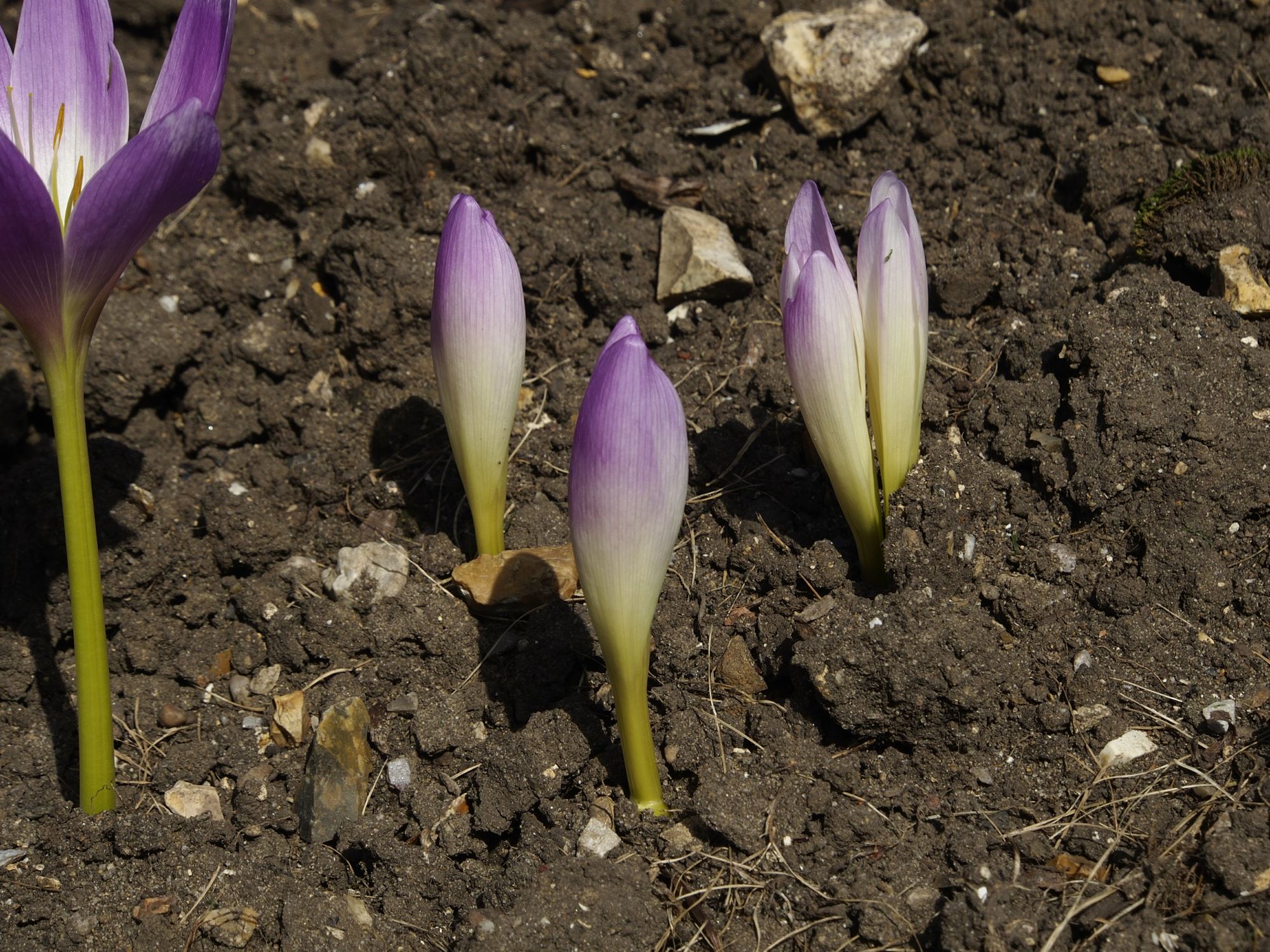 Image of Colchicum speciosum