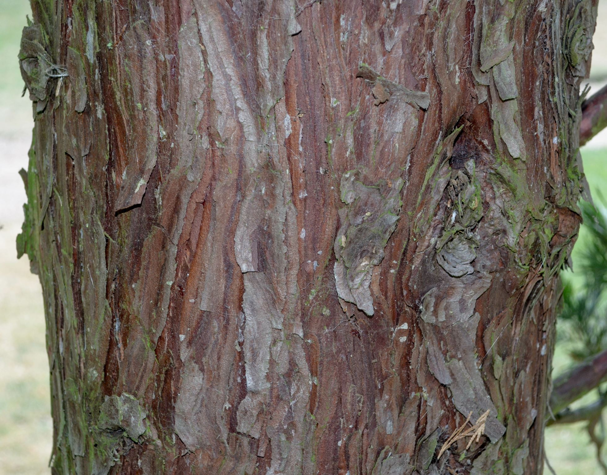 Image of Calocedrus decurrens