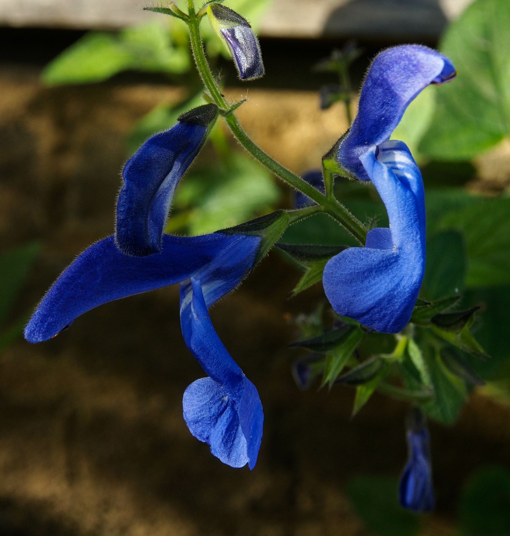 Image of Salvia patens