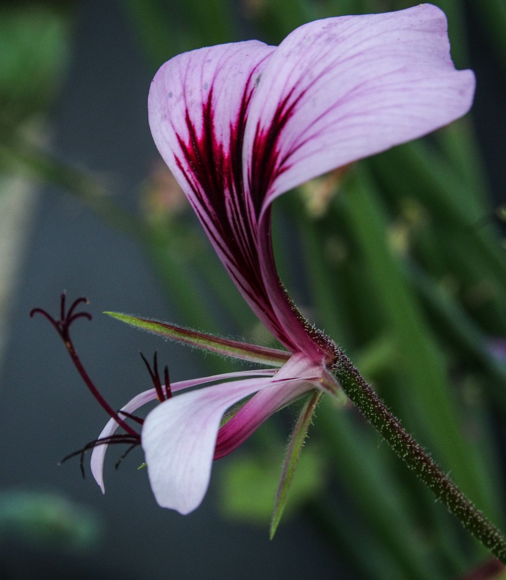 Image of Pelargonium tetragonum
