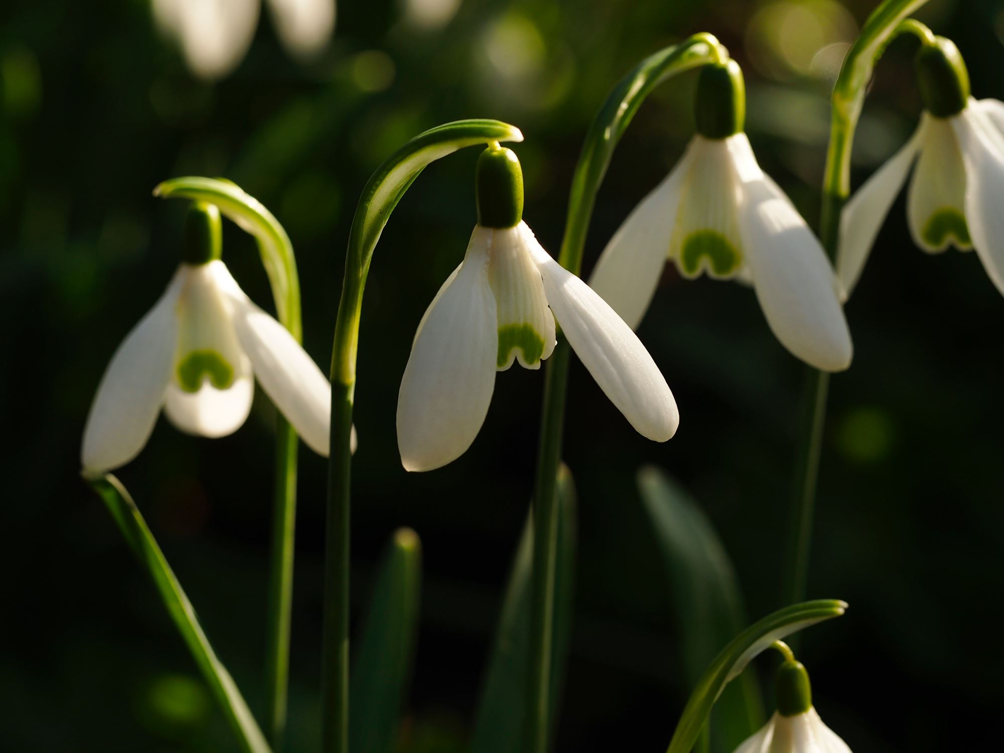 Image of Galanthus nivalis