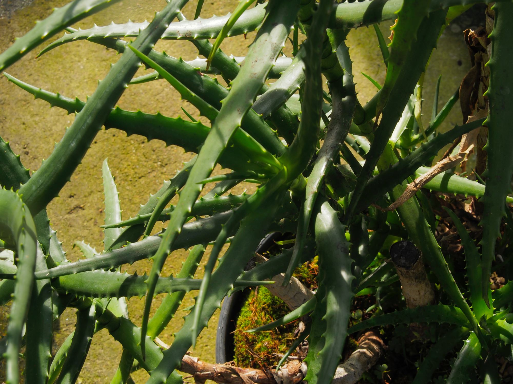 Image of Aloe kedongensis