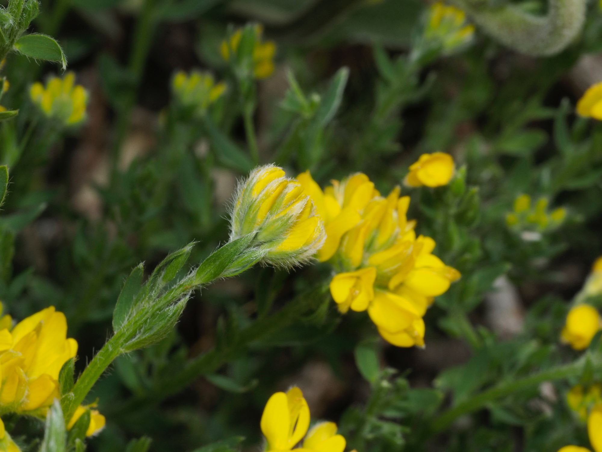 Image of Genista hispanica