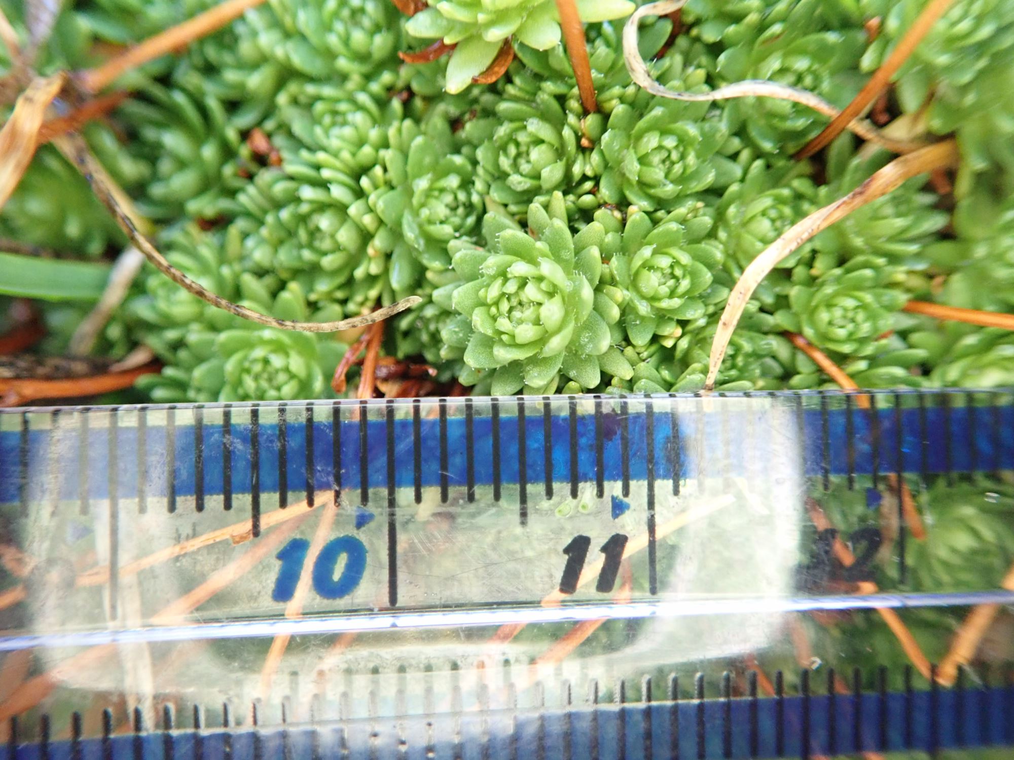 Image of Saxifraga exarata subsp. moschata