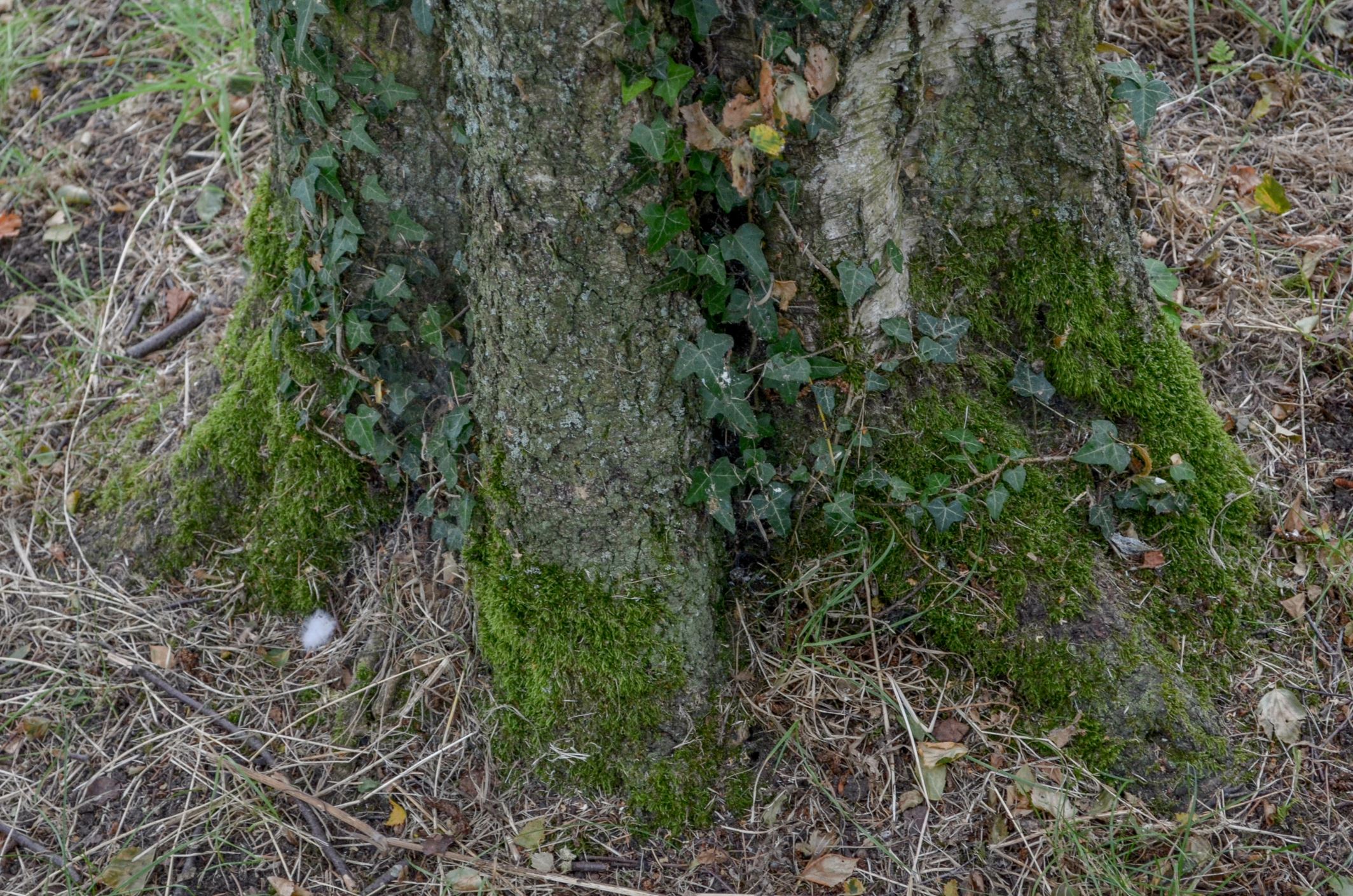 Image of Betula pubescens var. pubescens