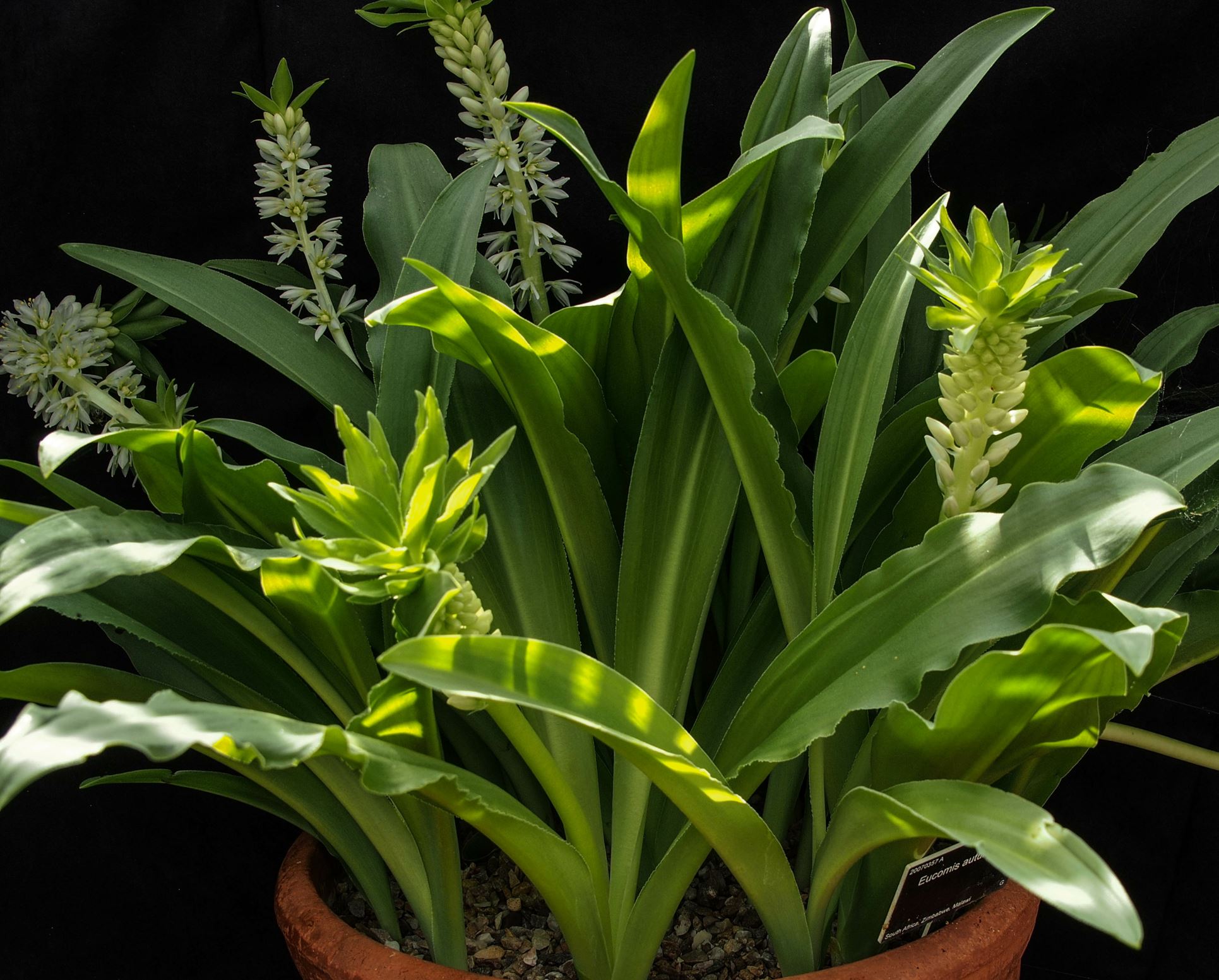 Image of Eucomis autumnalis