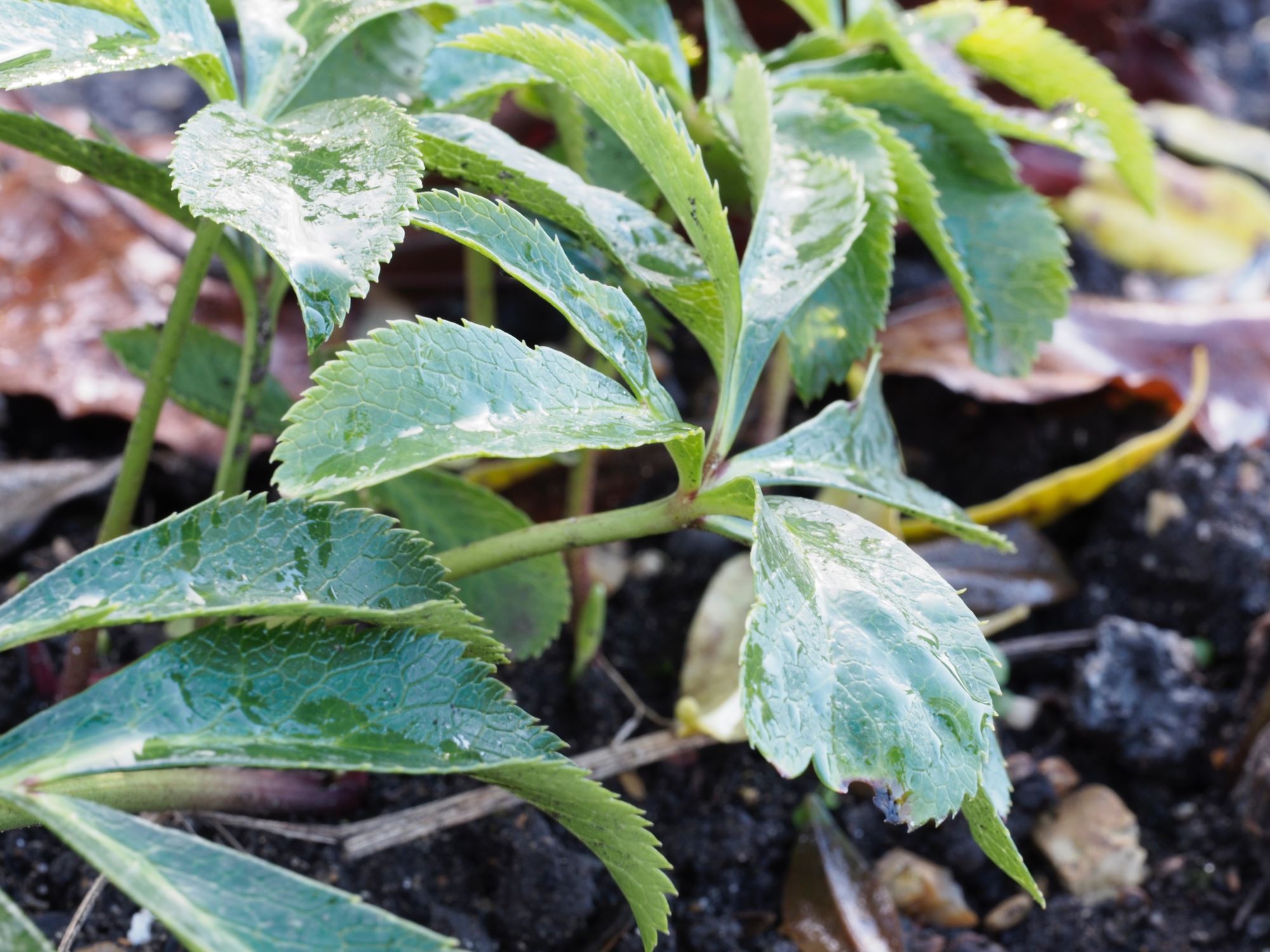 Image of Helleborus orientalis