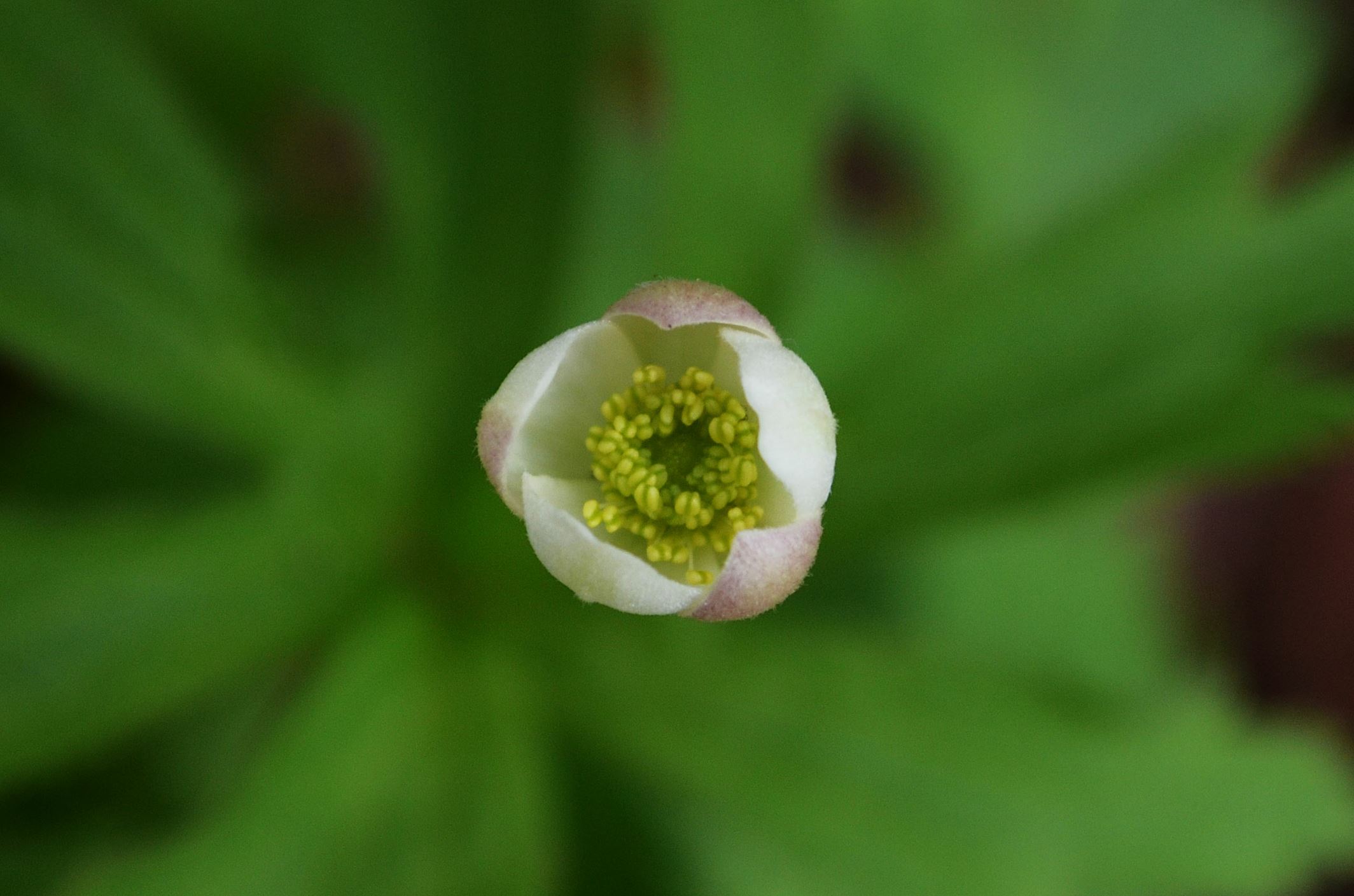 Image of Anemonastrum canadense