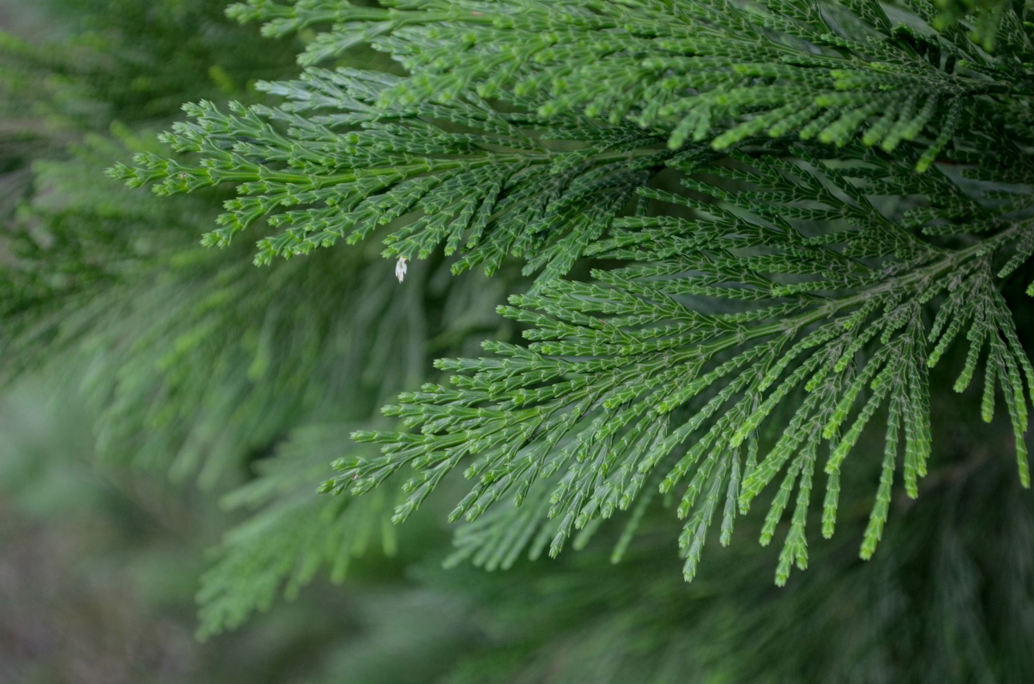 Image of Calocedrus decurrens 'Pillar'