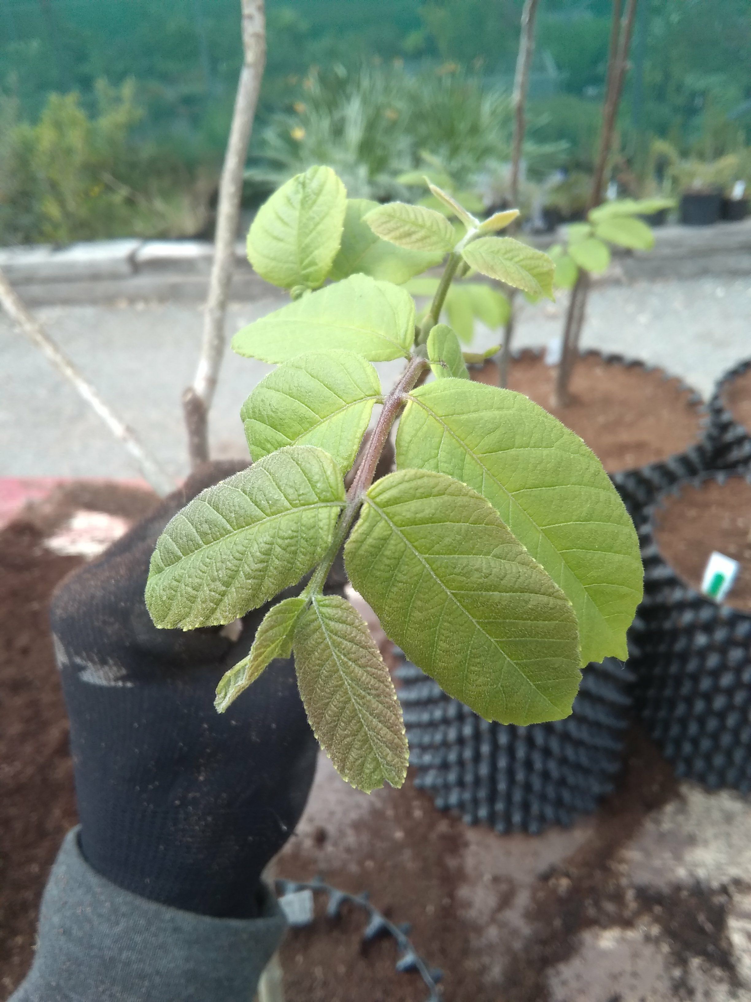 Image of Juglans mandshurica
