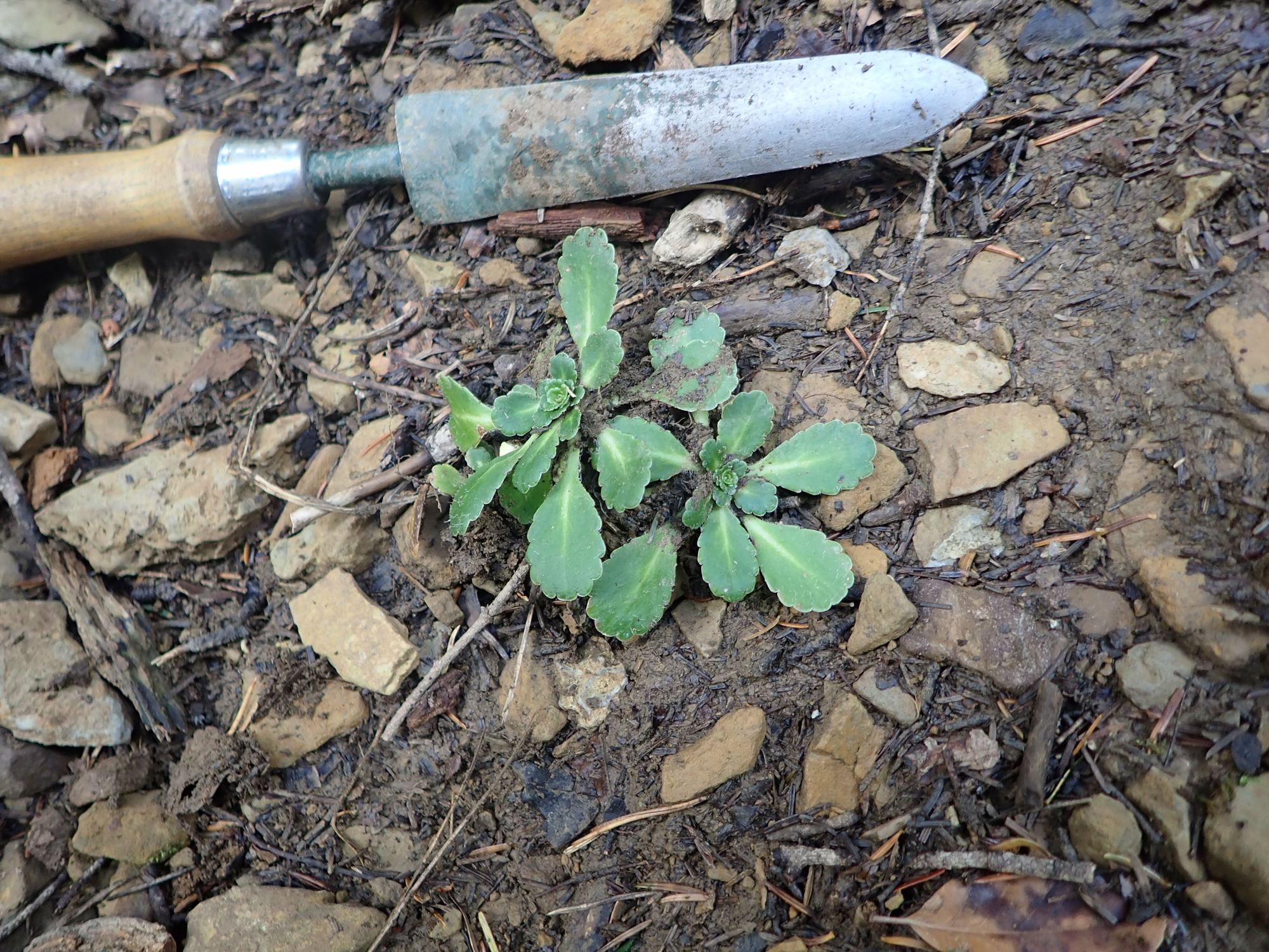 Image of Saxifraga umbrosa