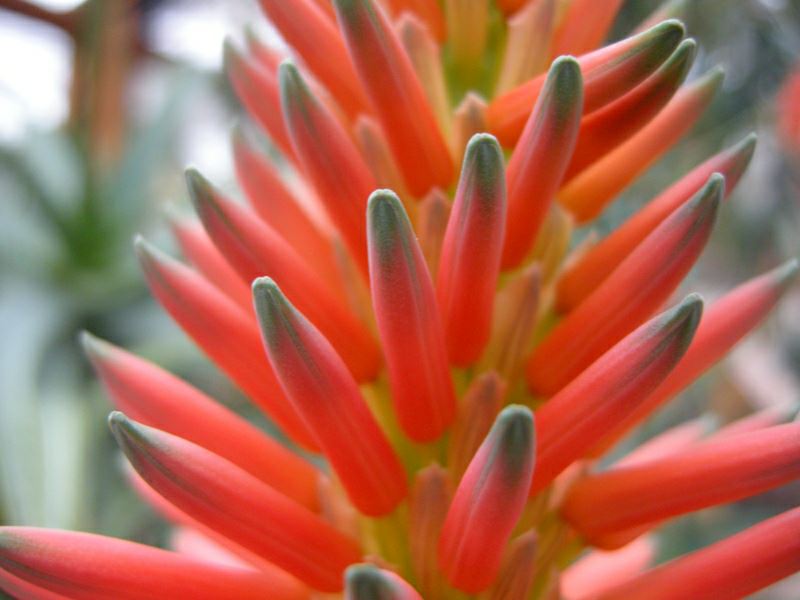 Image of Aloe arborescens